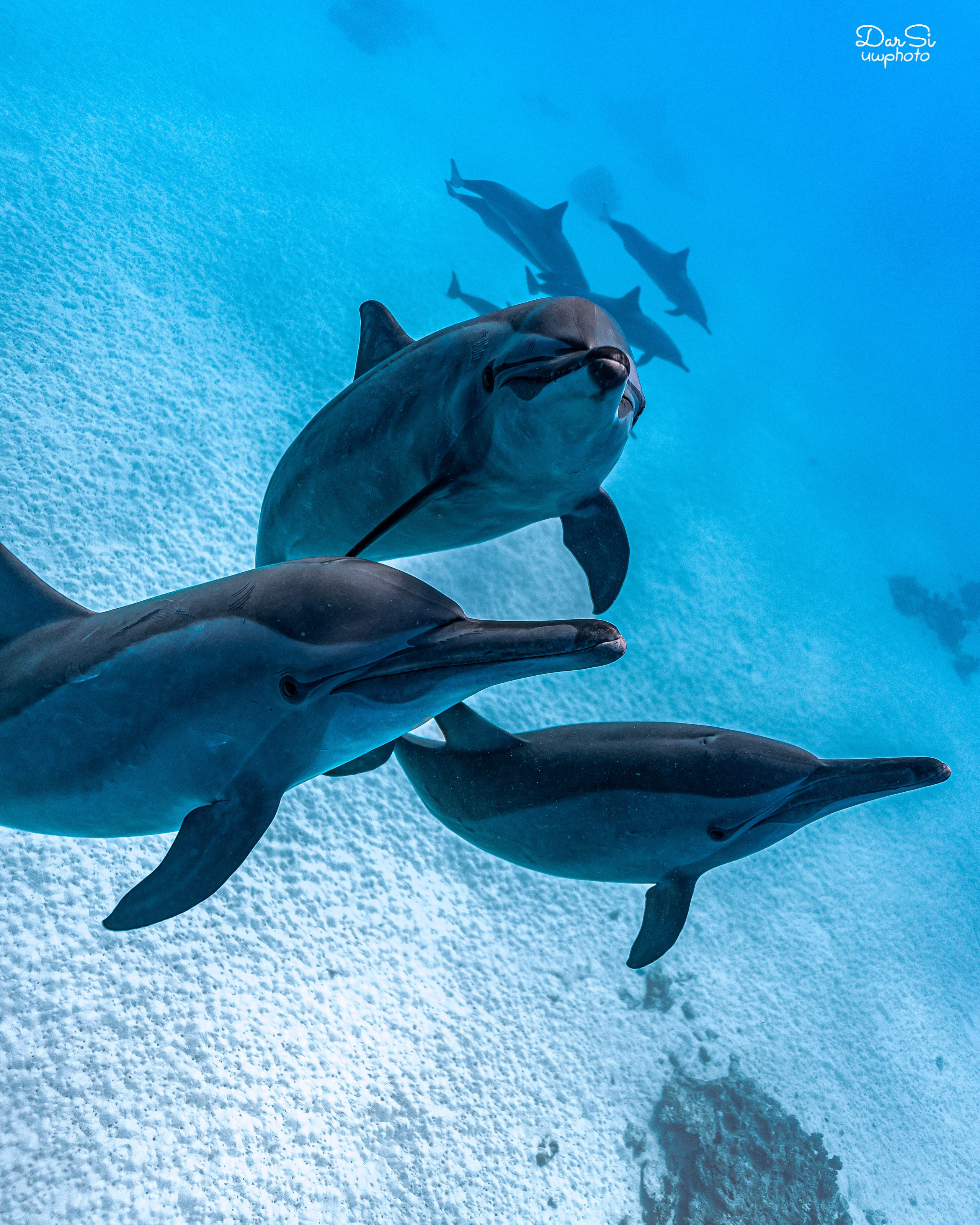 Дельфины. Подводный фотограф на Филиппинах Синицина Дарья