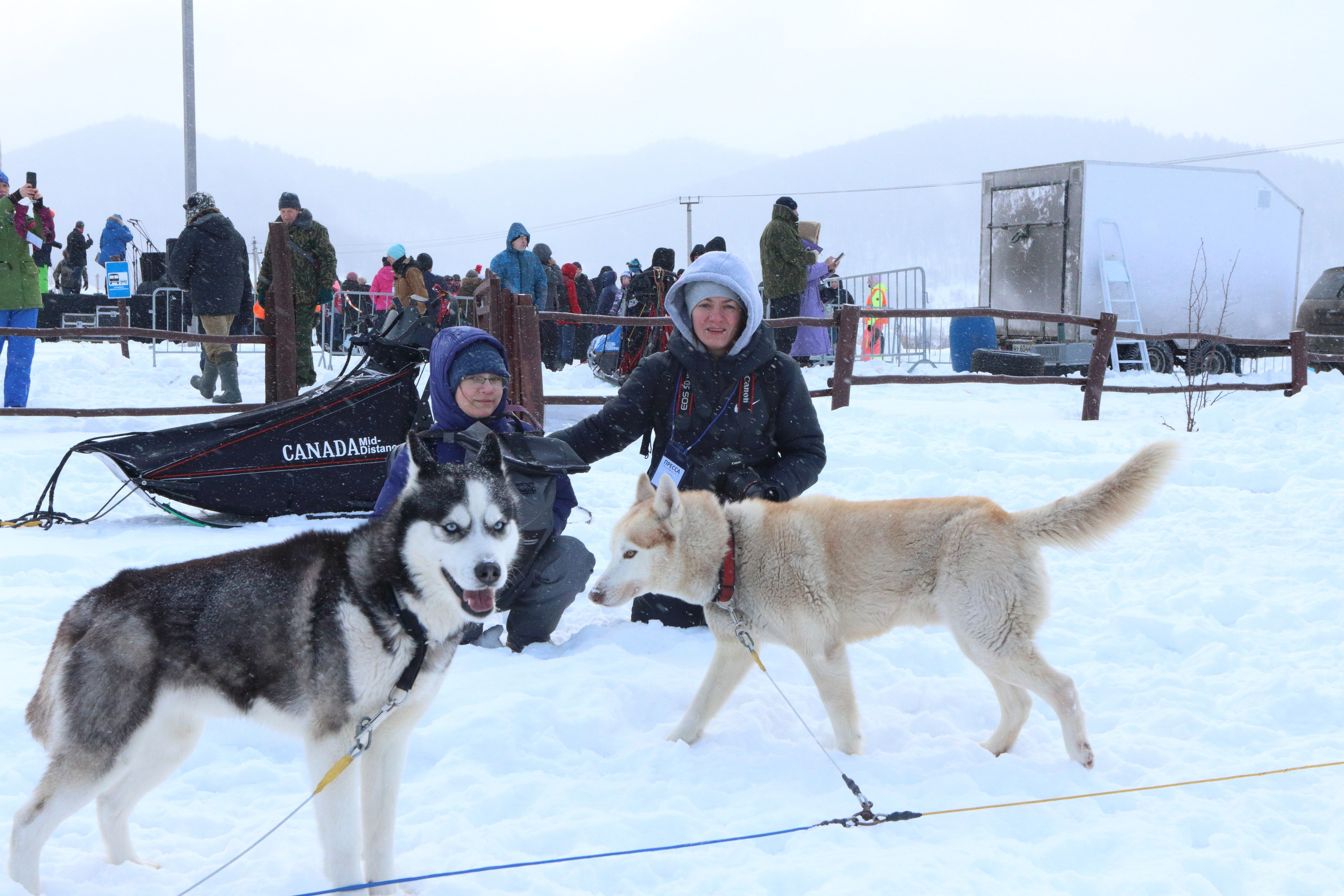 08.02.2020 Ширяево. Гонка на собаках. Фотообъединение Самарского областного отделения Союза журналистов России