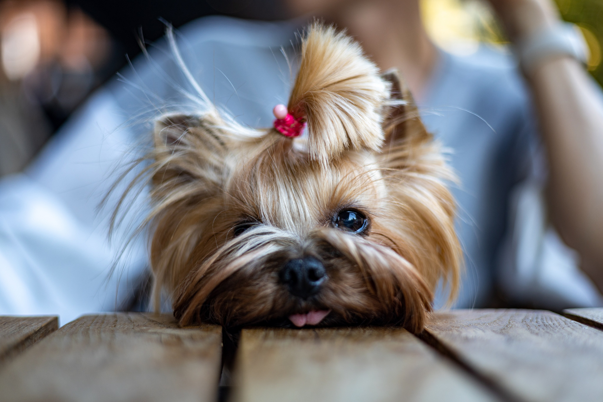 Фотографирую жизнь! Московский фотограф волонтер