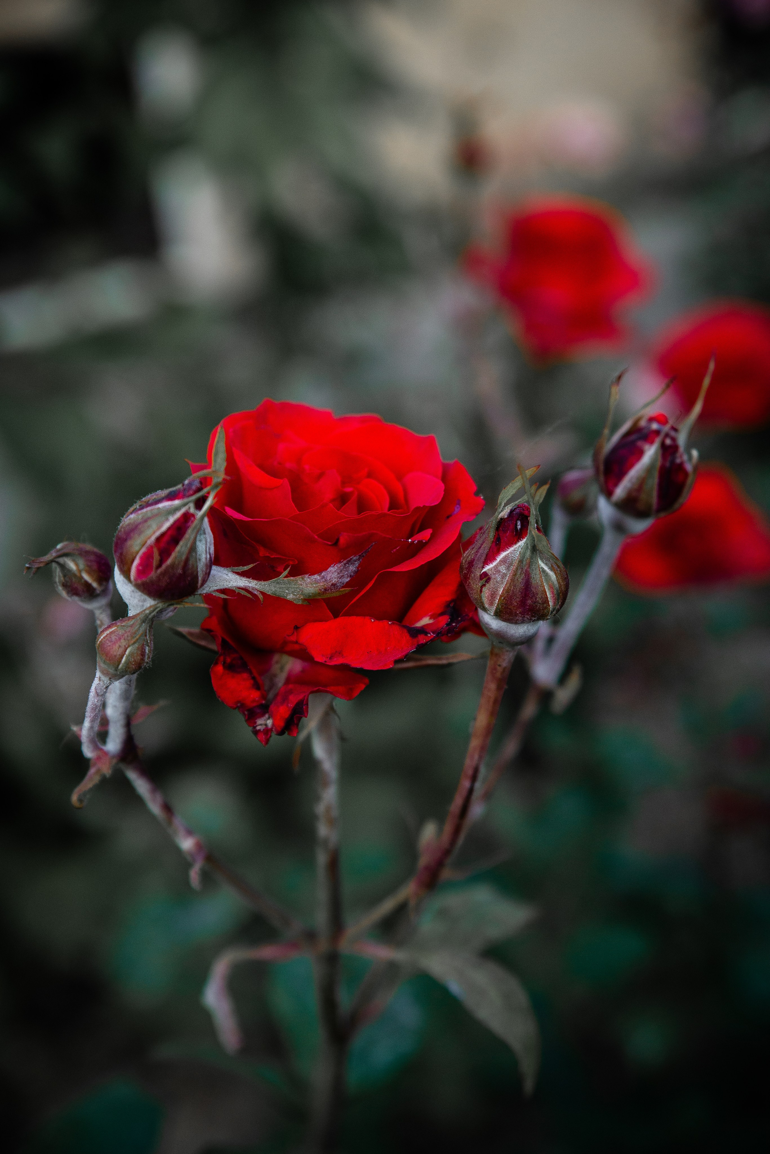 Дагестан. Фотограф Крещение Венчание Москва