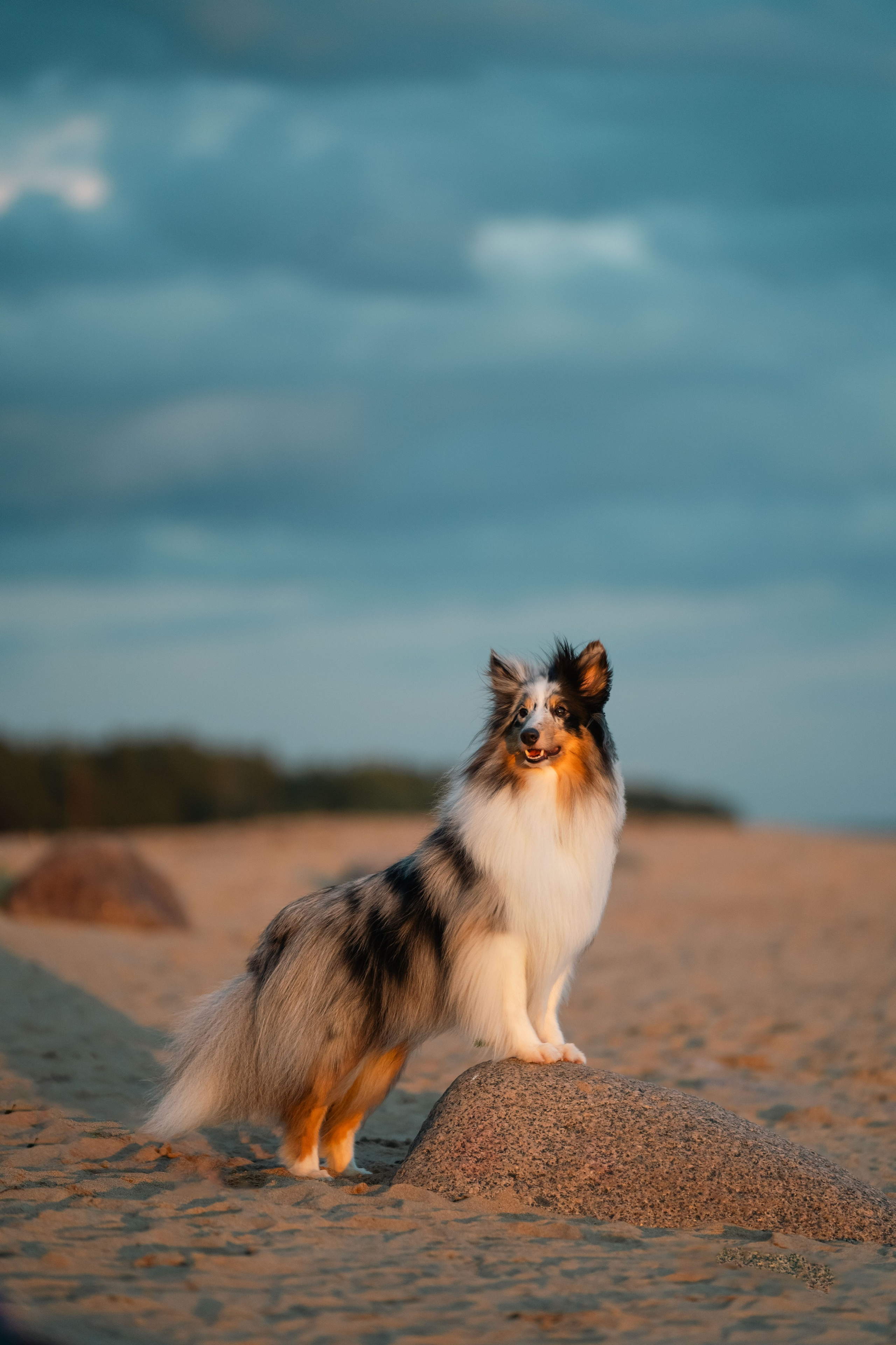 Лесная Элис. Фотограф анималист