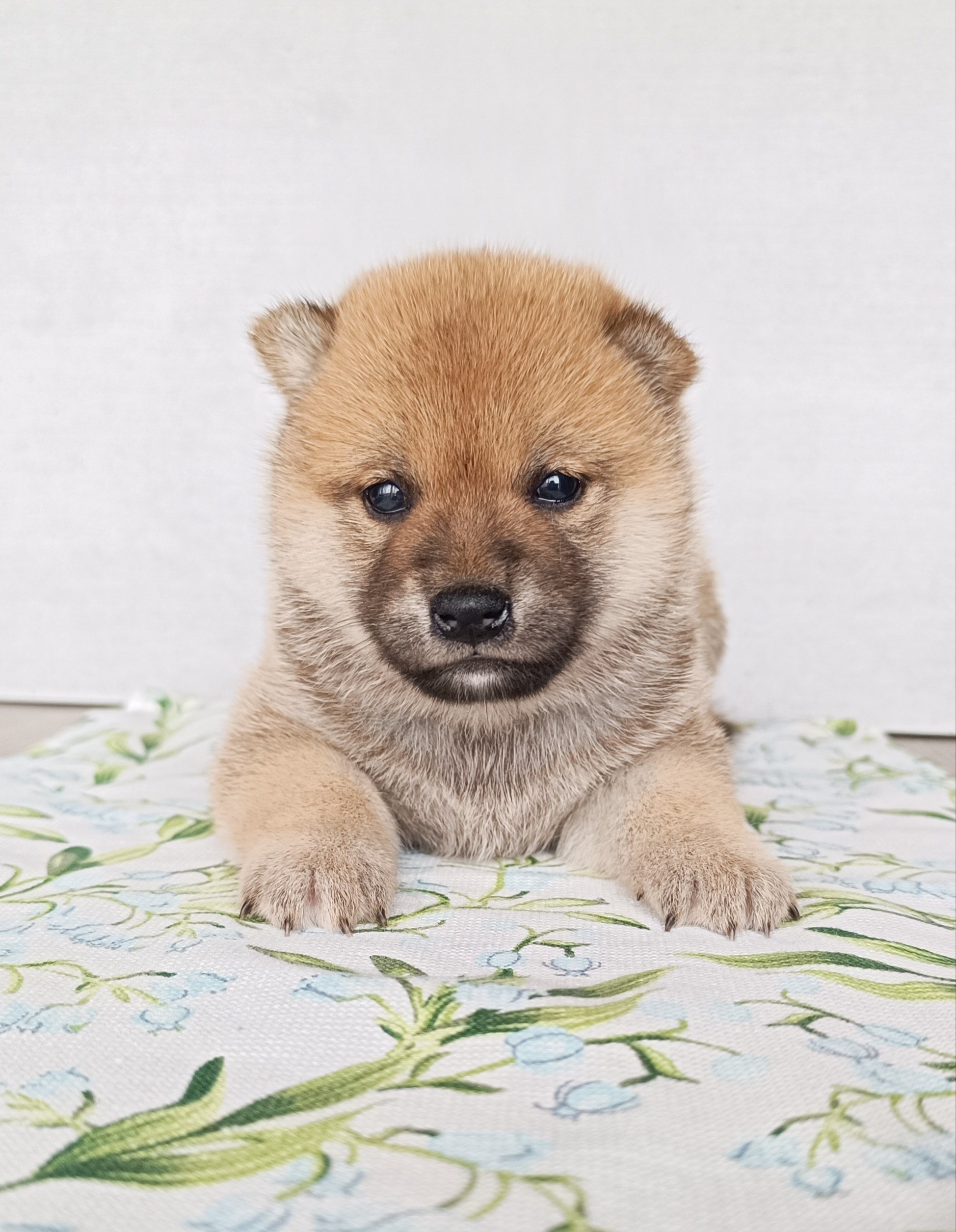 Сиба Rubylight Emma питомник Рубилайт 