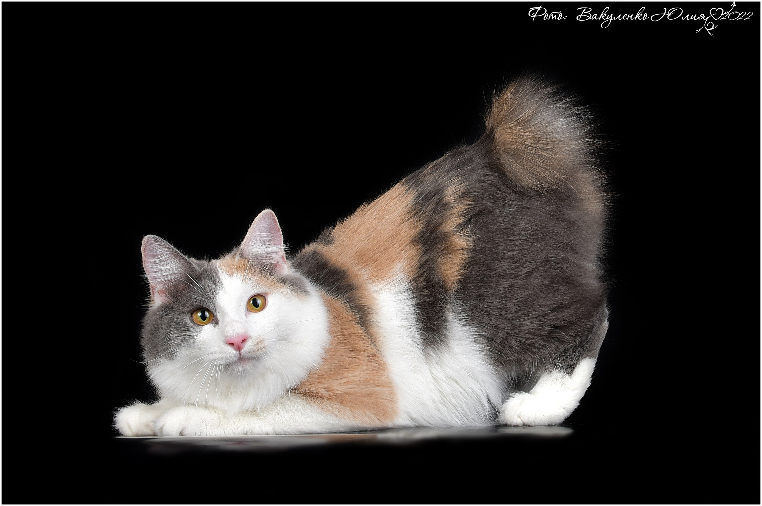 Взрослые. Фотограф анималист | семейный Юлия Вакуленко, г. Краснодар