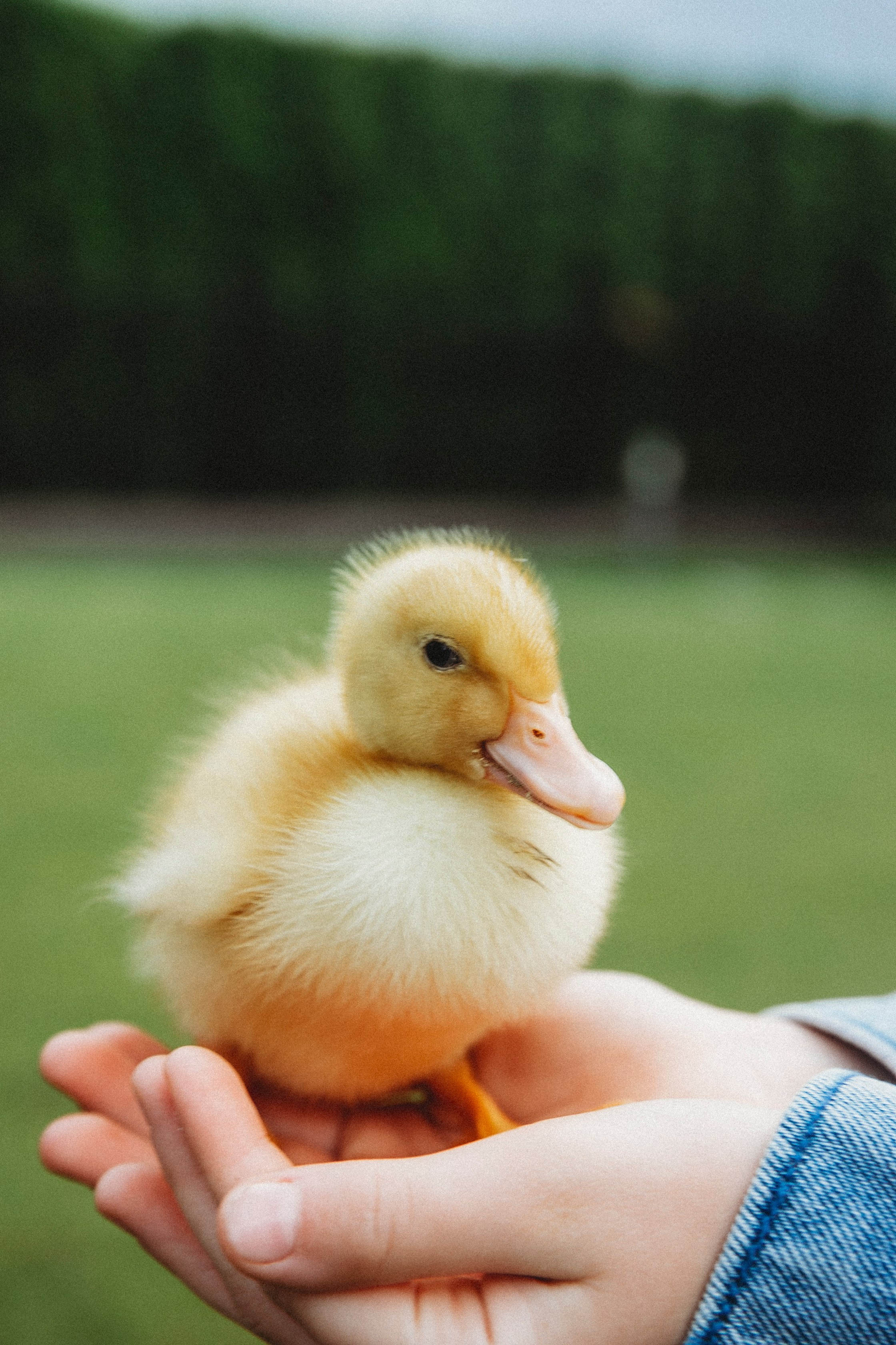 Брат и Сестра. Фотограф в Москве Шаганова Нина