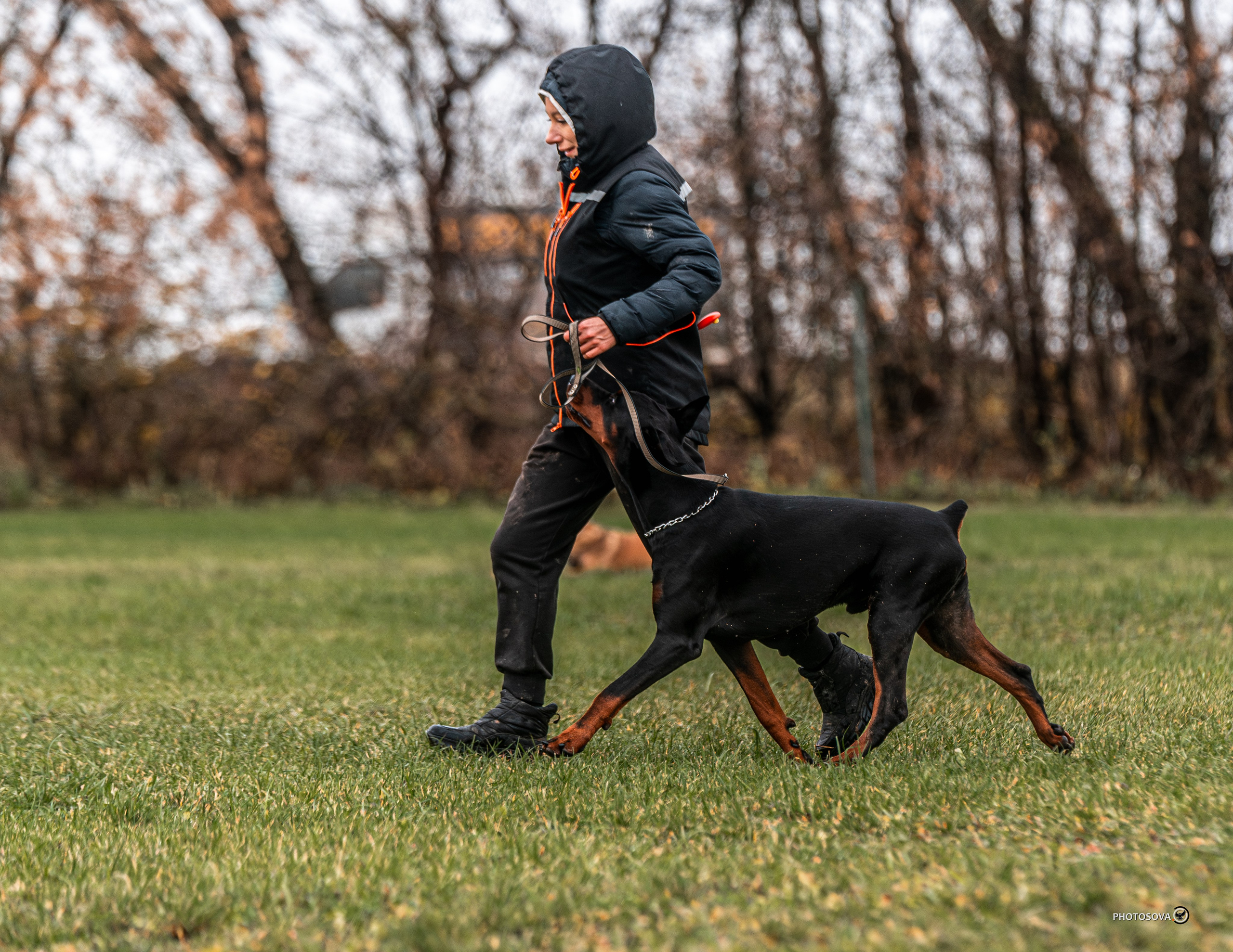 МЫ — КОМАНДА (соревнования) OKD, BH, IBGH, IGP. Фотограф-анималист, семейный фотограф в Москве и Подмосковье. Фотосъёмка кинологических дисциплин