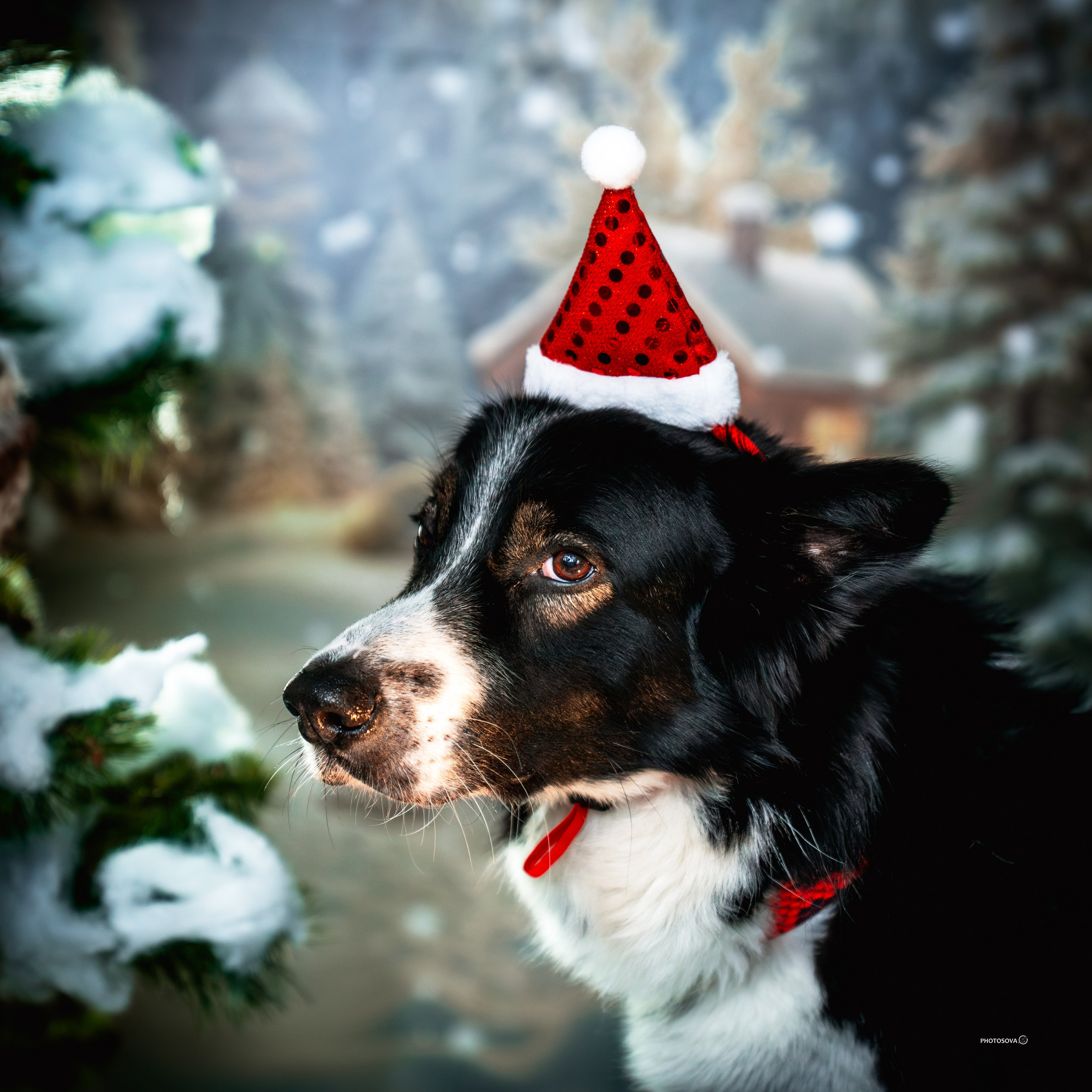 ФОТОПАМЯТЬ ВАШИХ ЭМОЦИЙ. Фотограф-анималист, семейный фотограф в Москве и Подмосковье. Фотосъёмка кинологических дисциплин