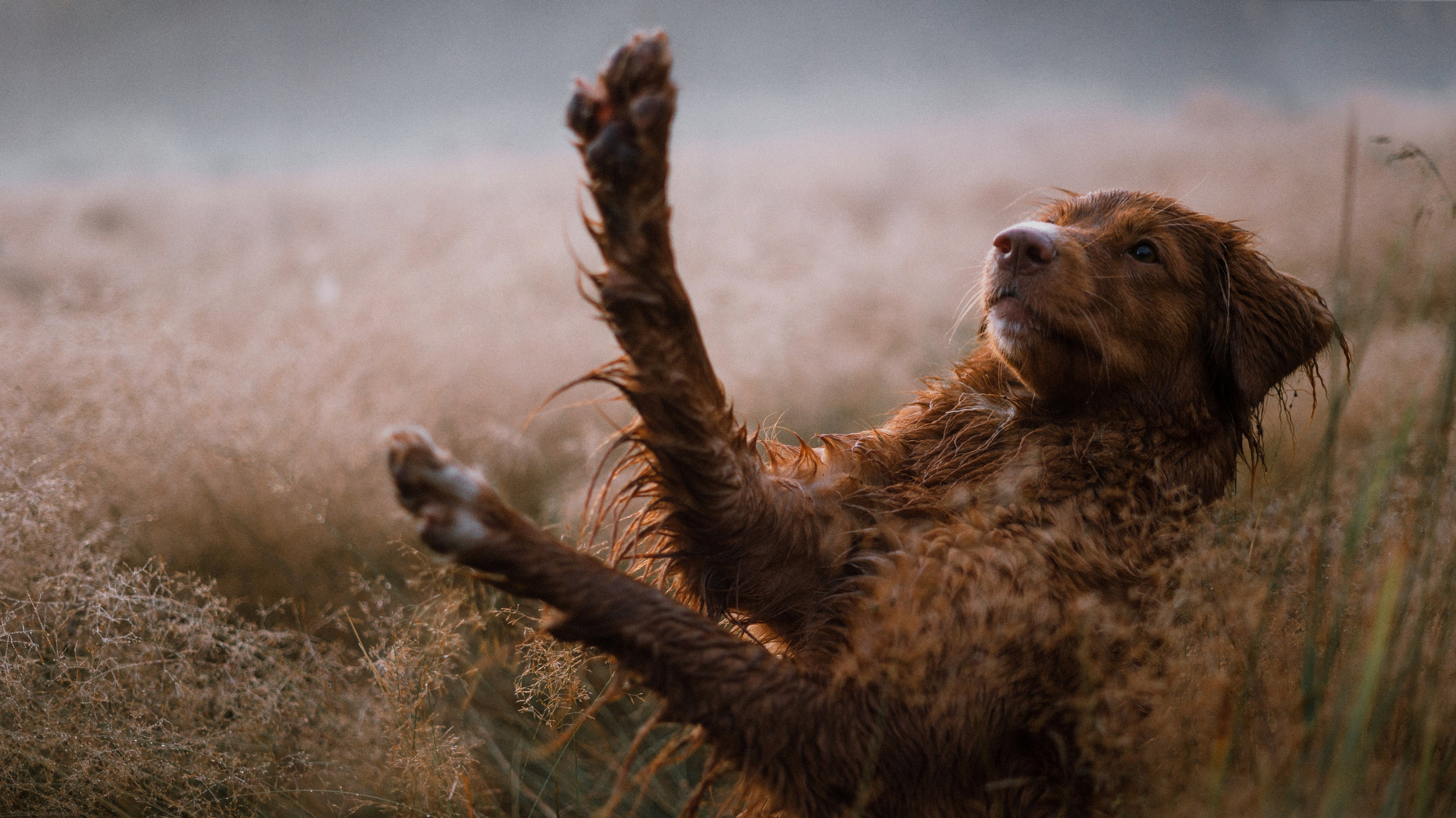 Ксюша и Мэди. Фотограф-анималист Богданова Полина