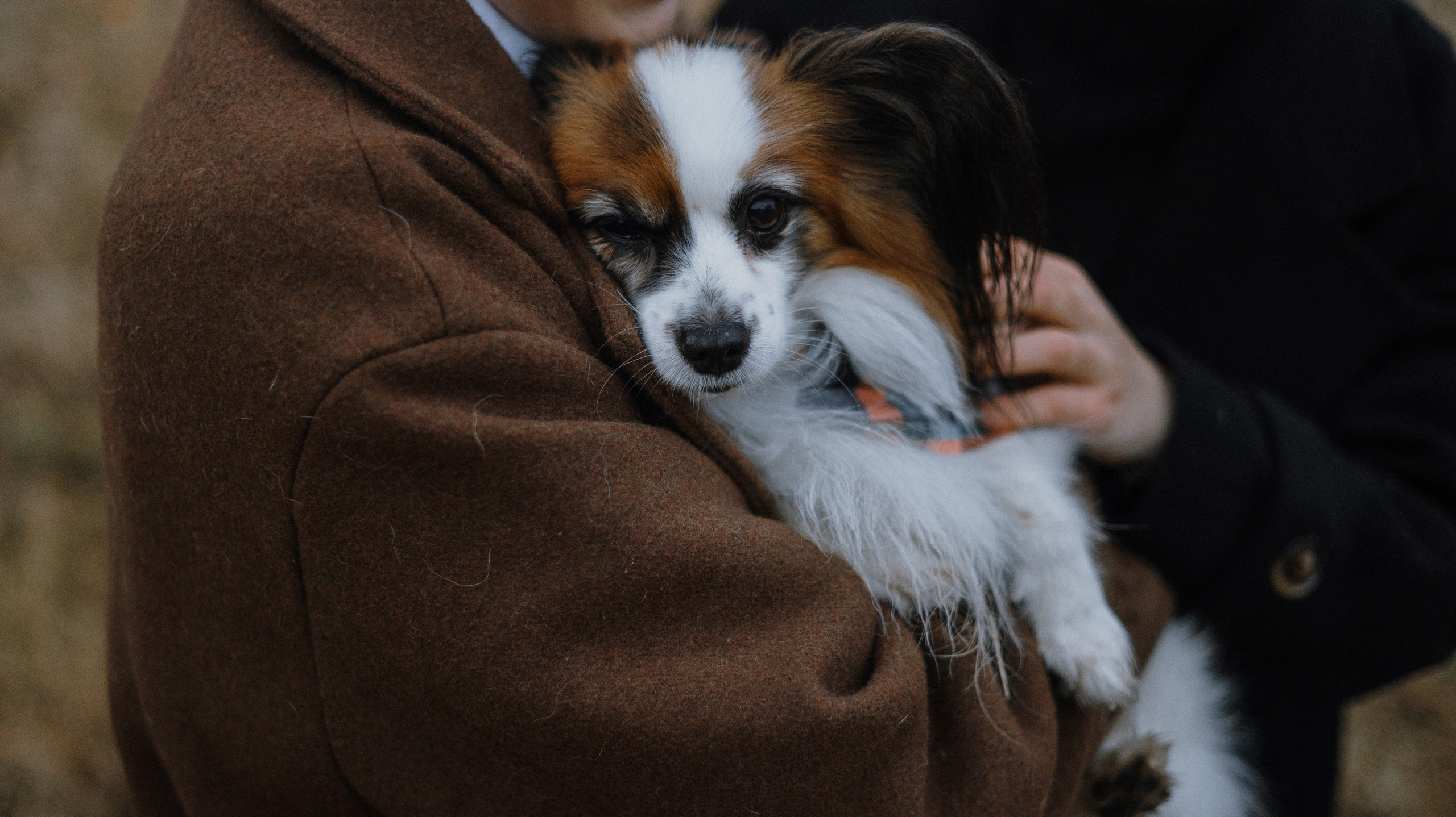 Маша, Катя, Астрид и Мася. Фотограф-анималист Богданова Полина
