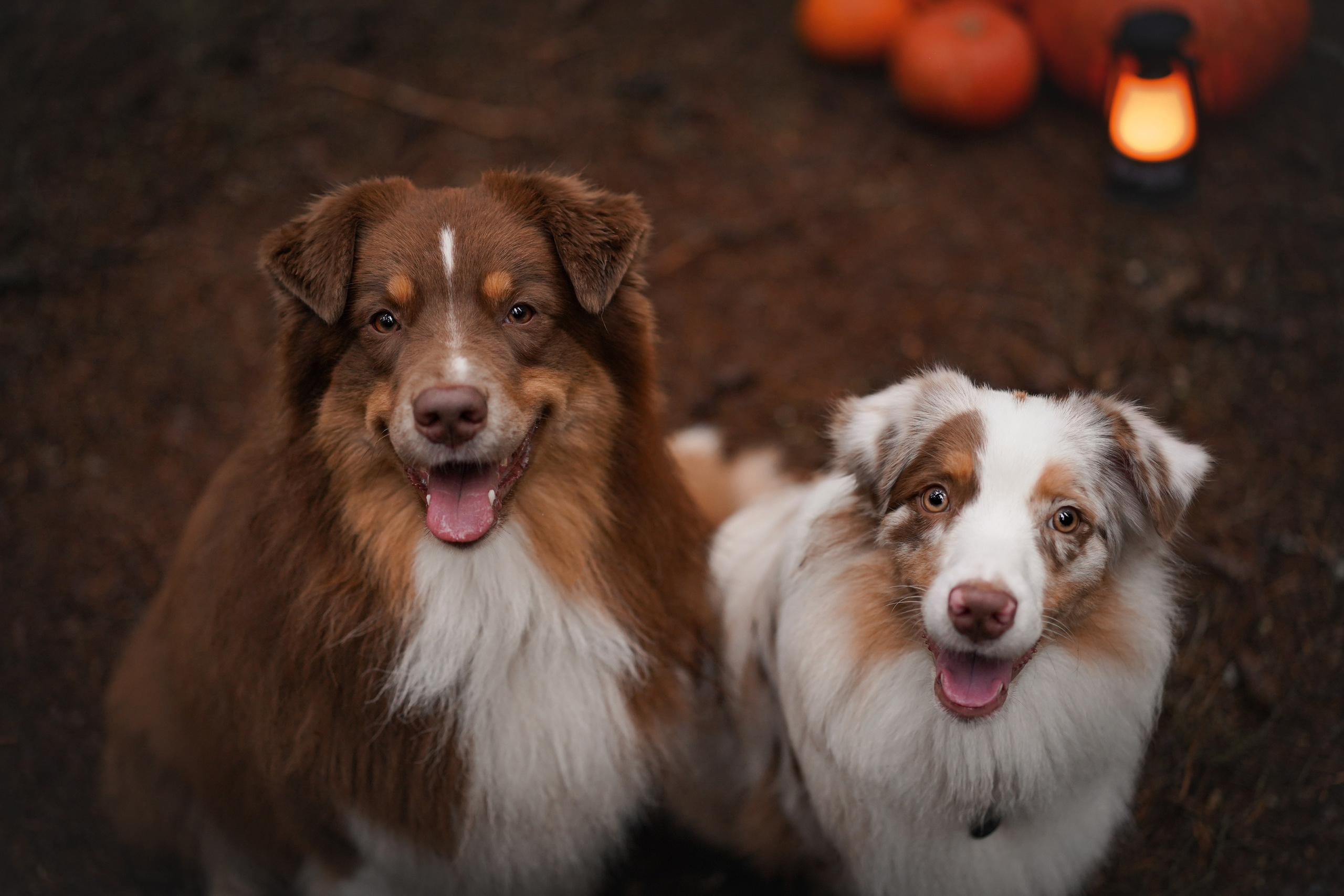 Аусси Хэллоуин 24. Фотограф-анималист в Санкт-Петербурге Яна Мартынова