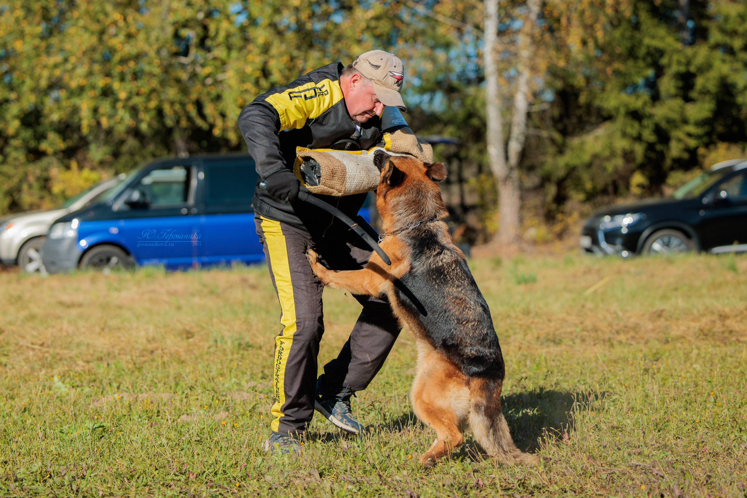 Тверь немецкие овчарки 22.09.2024. Фотограф-анималист Юлия Германика