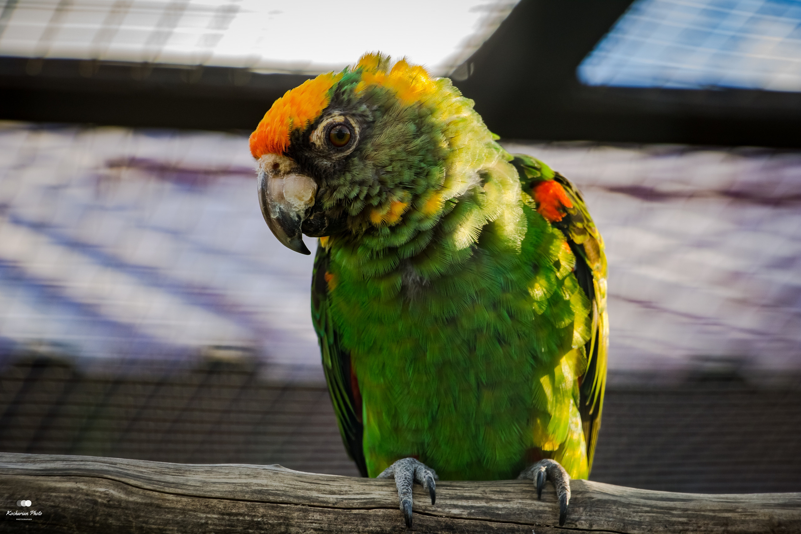 Мир животных. Photographer K.A.D