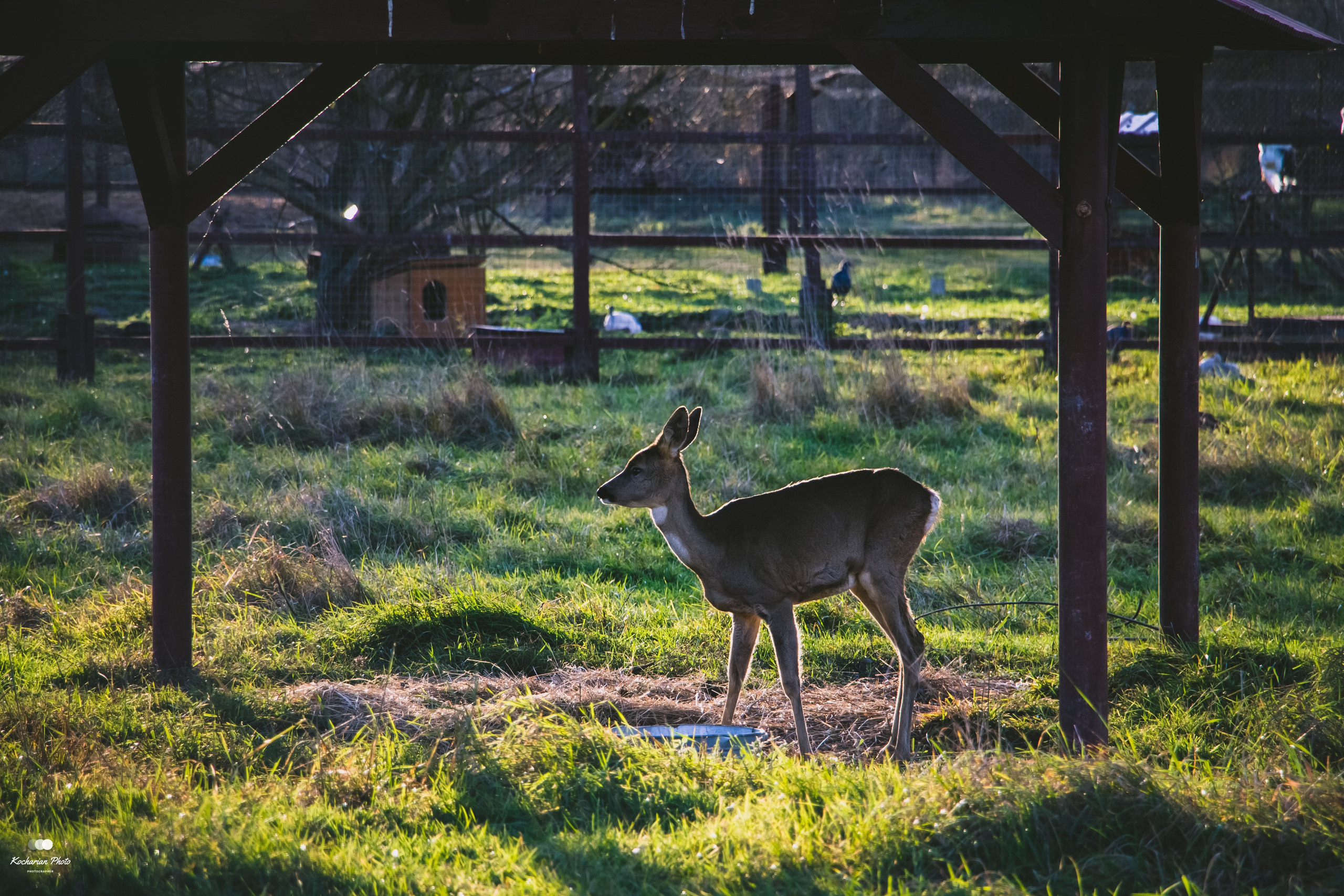 Мир животных. Photographer K.A.D