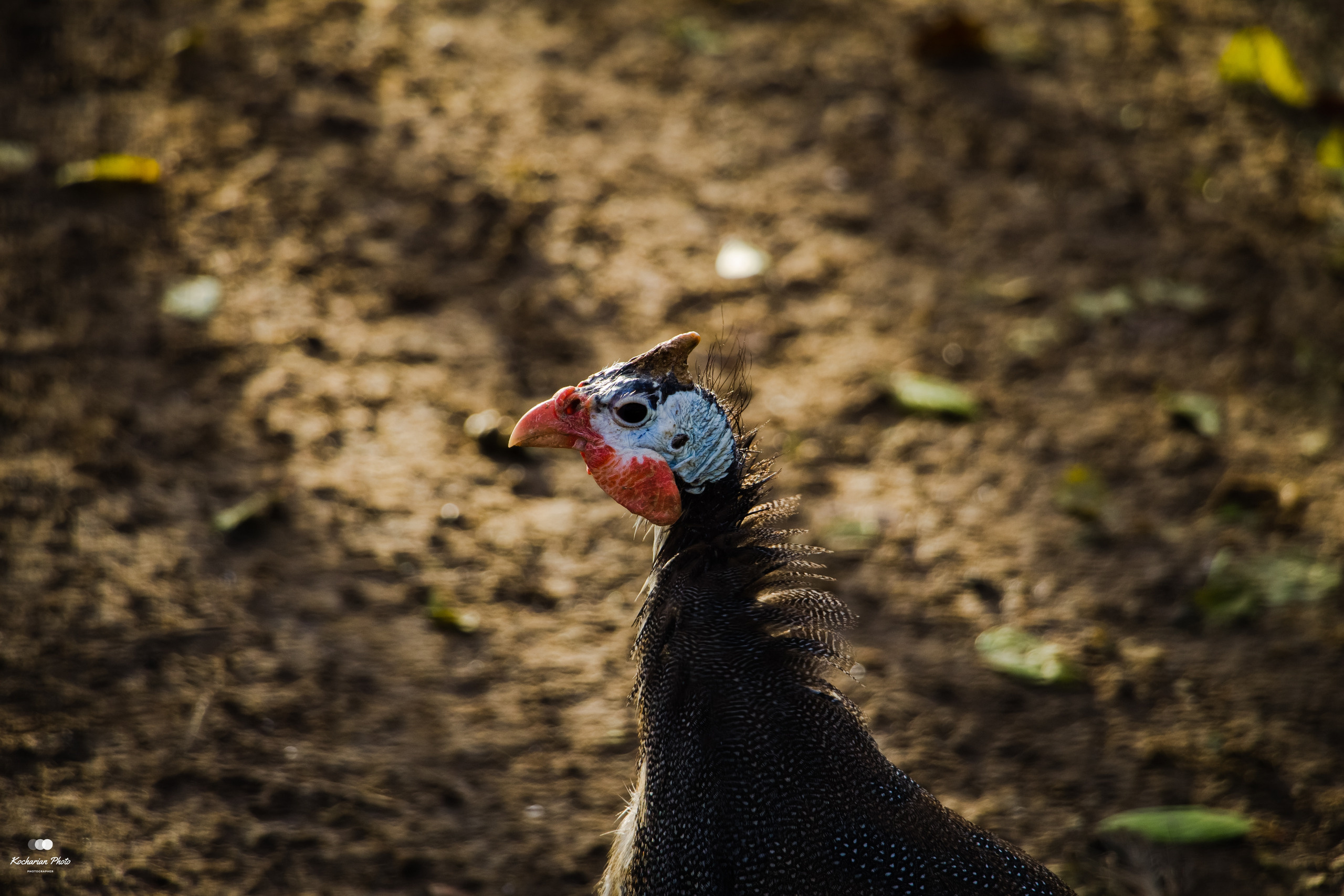 Мир животных. Photographer K.A.D