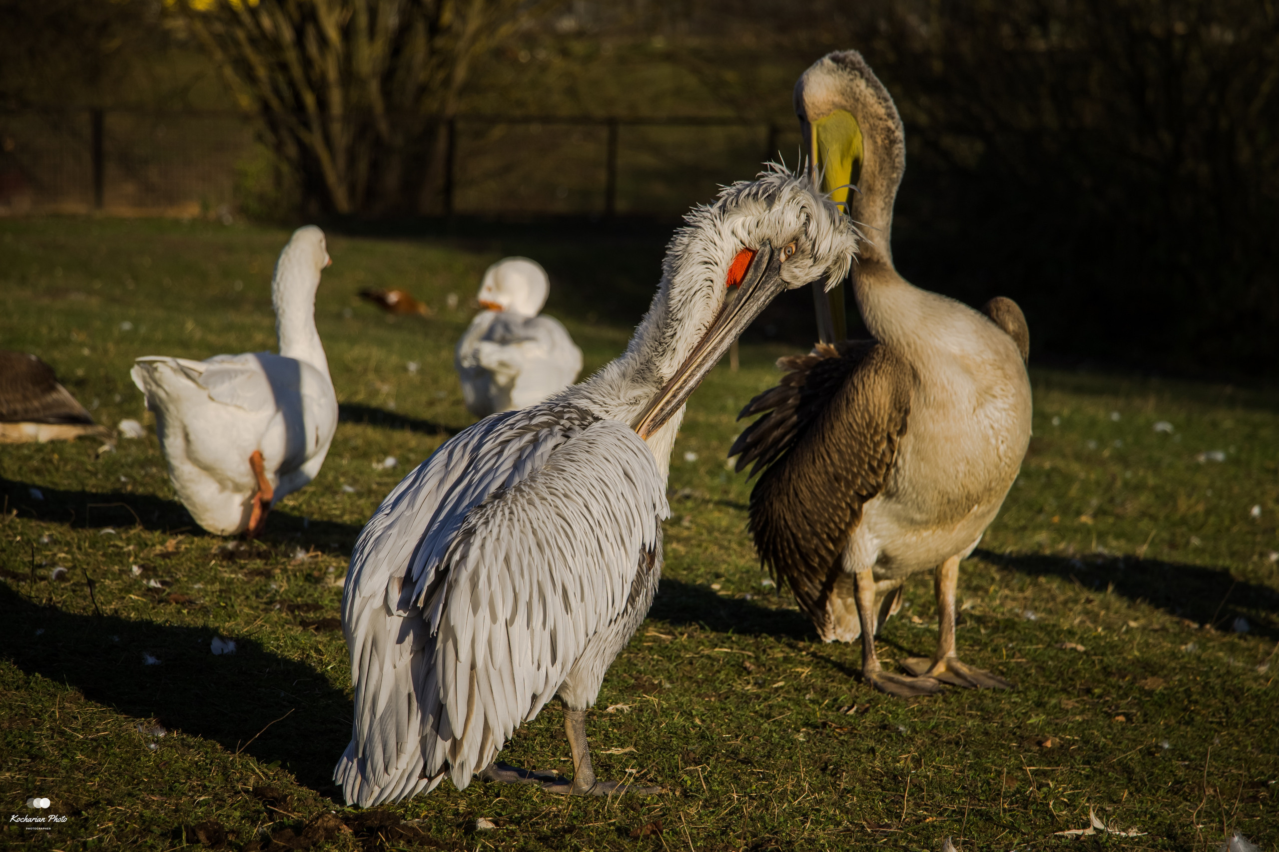 Мир животных. Photographer K.A.D