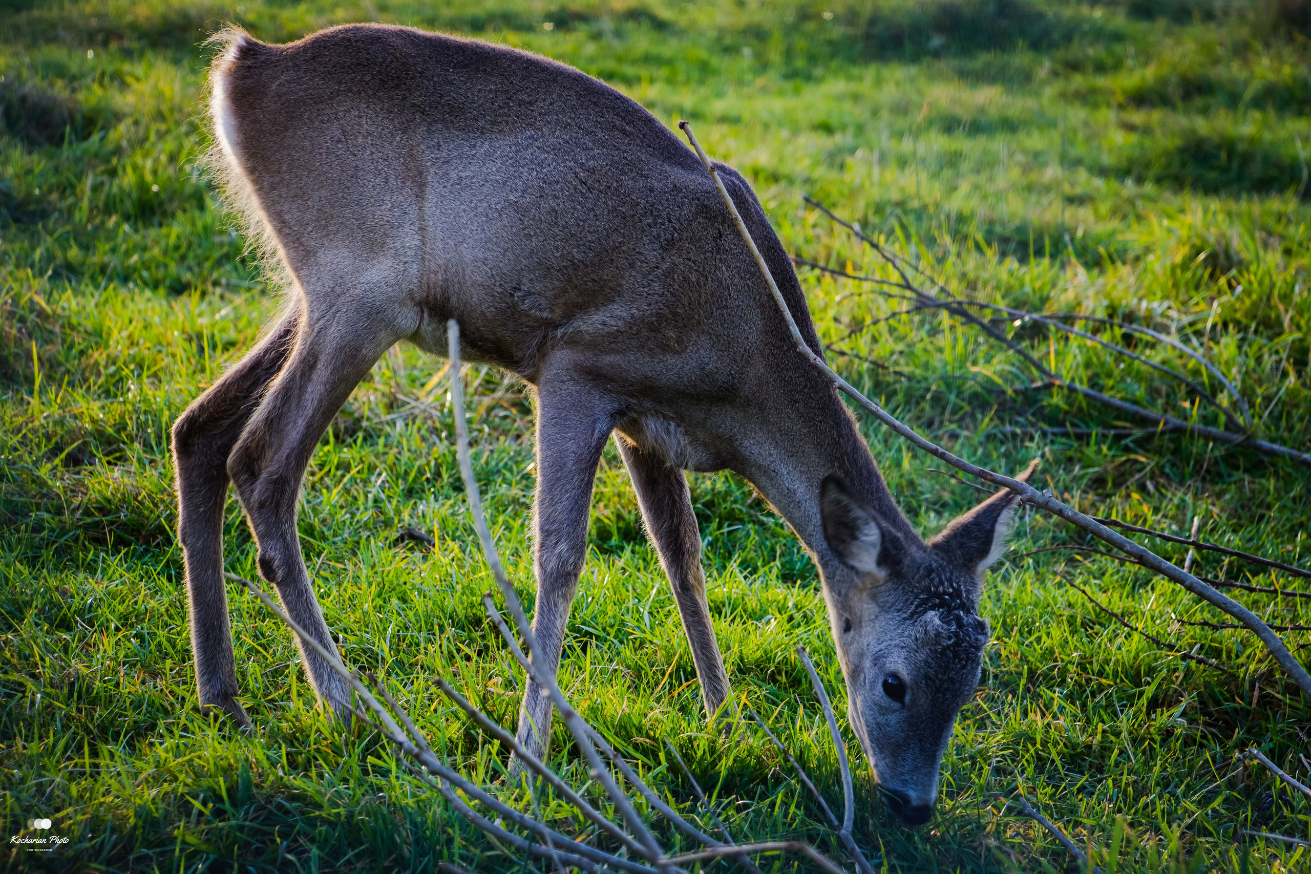 Мир животных. Photographer K.A.D