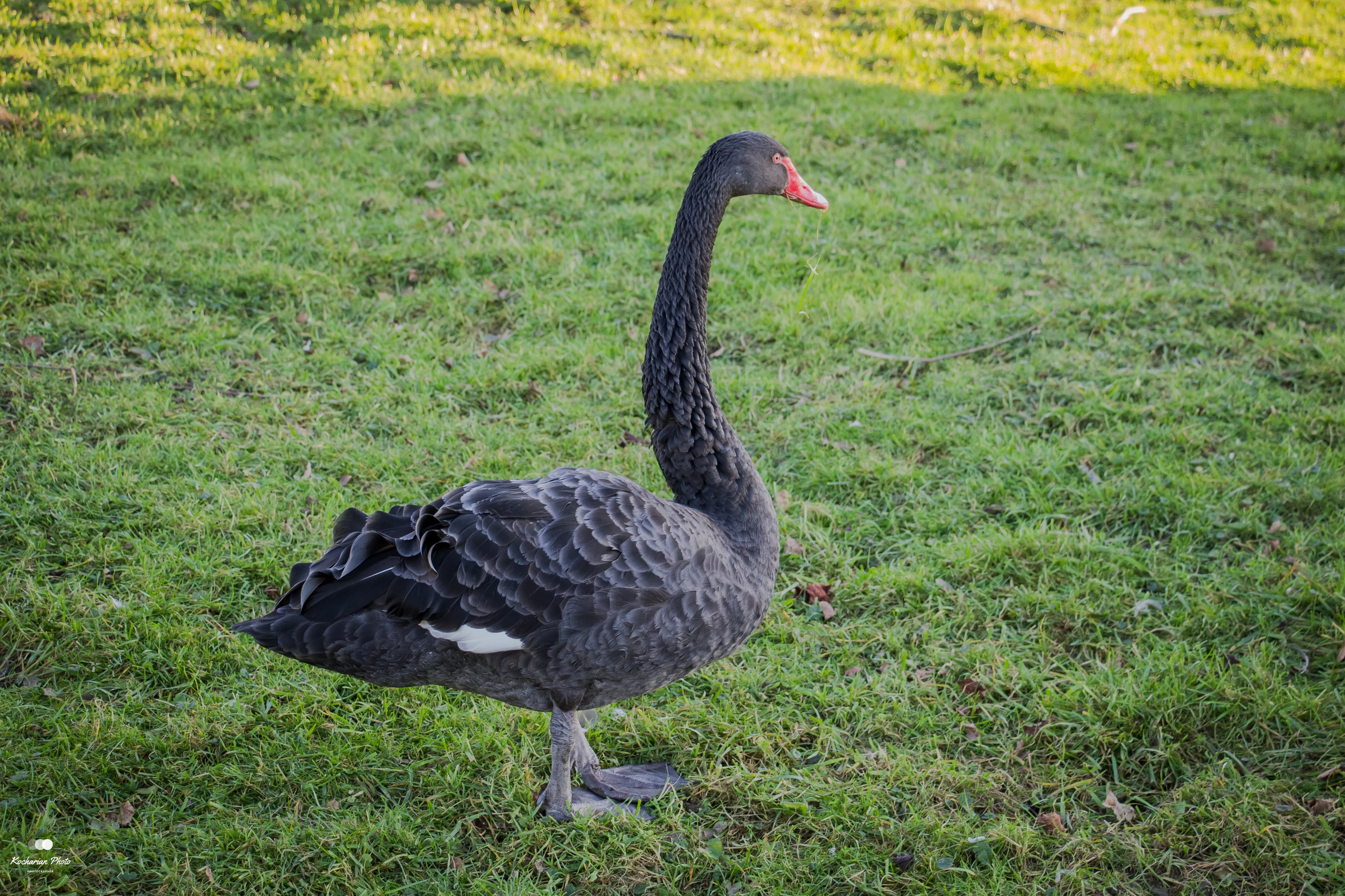 Мир животных. Photographer K.A.D