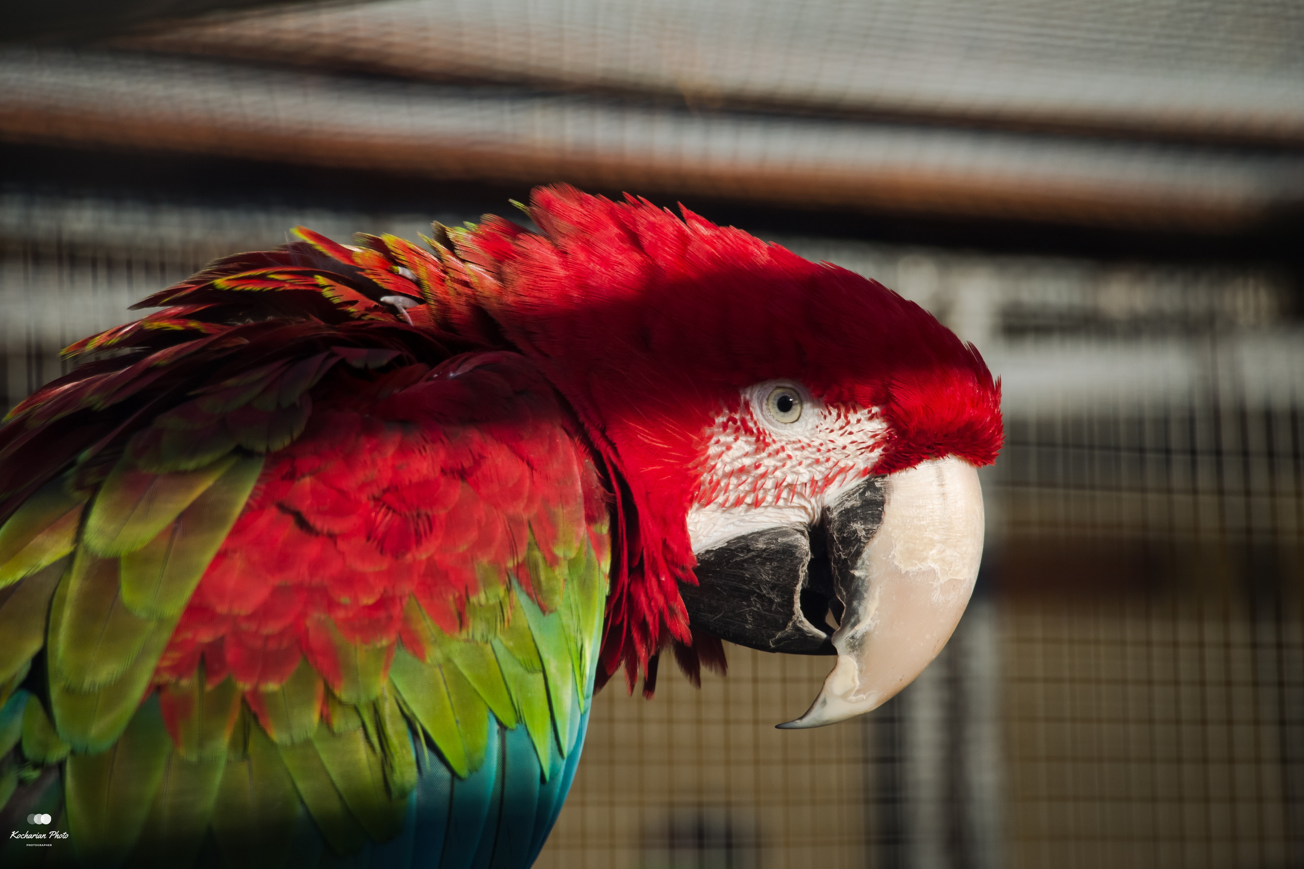 Мир животных. Photographer K.A.D