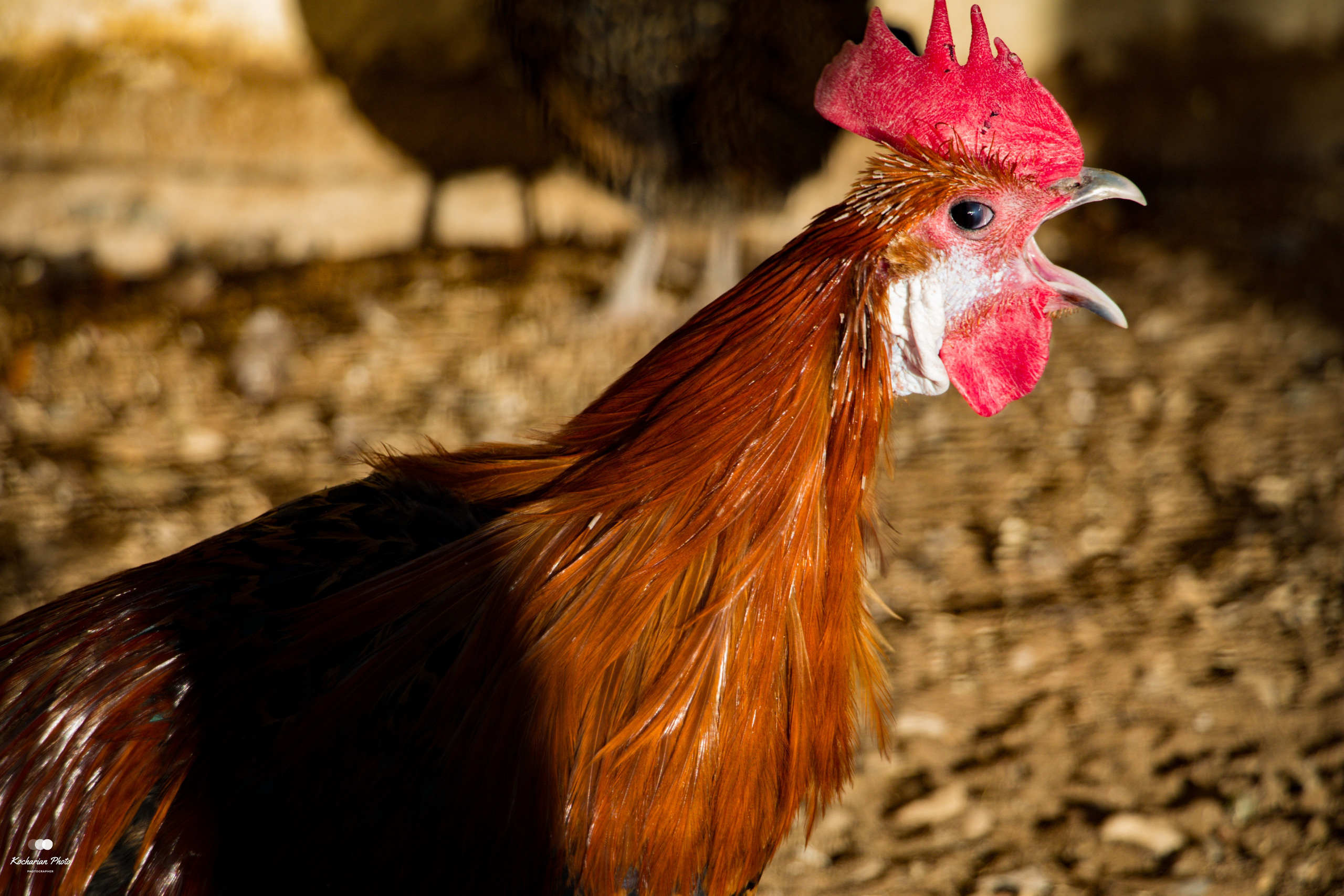 Мир животных. Photographer K.A.D