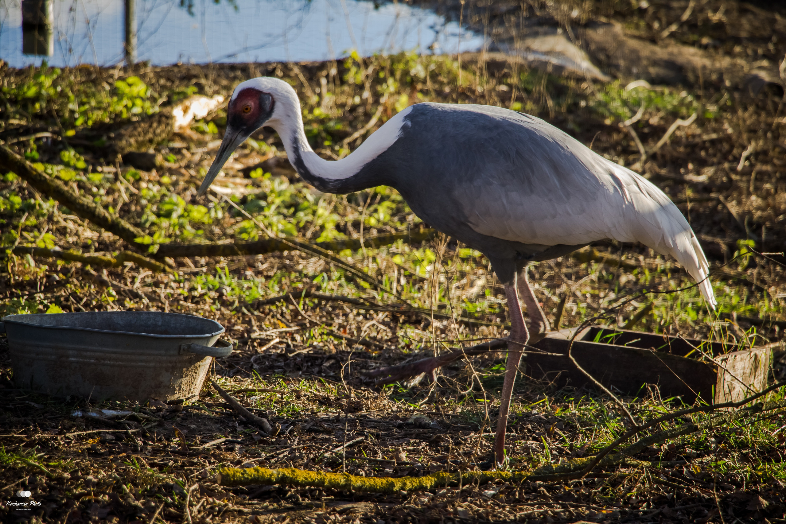 Мир животных. Photographer K.A.D