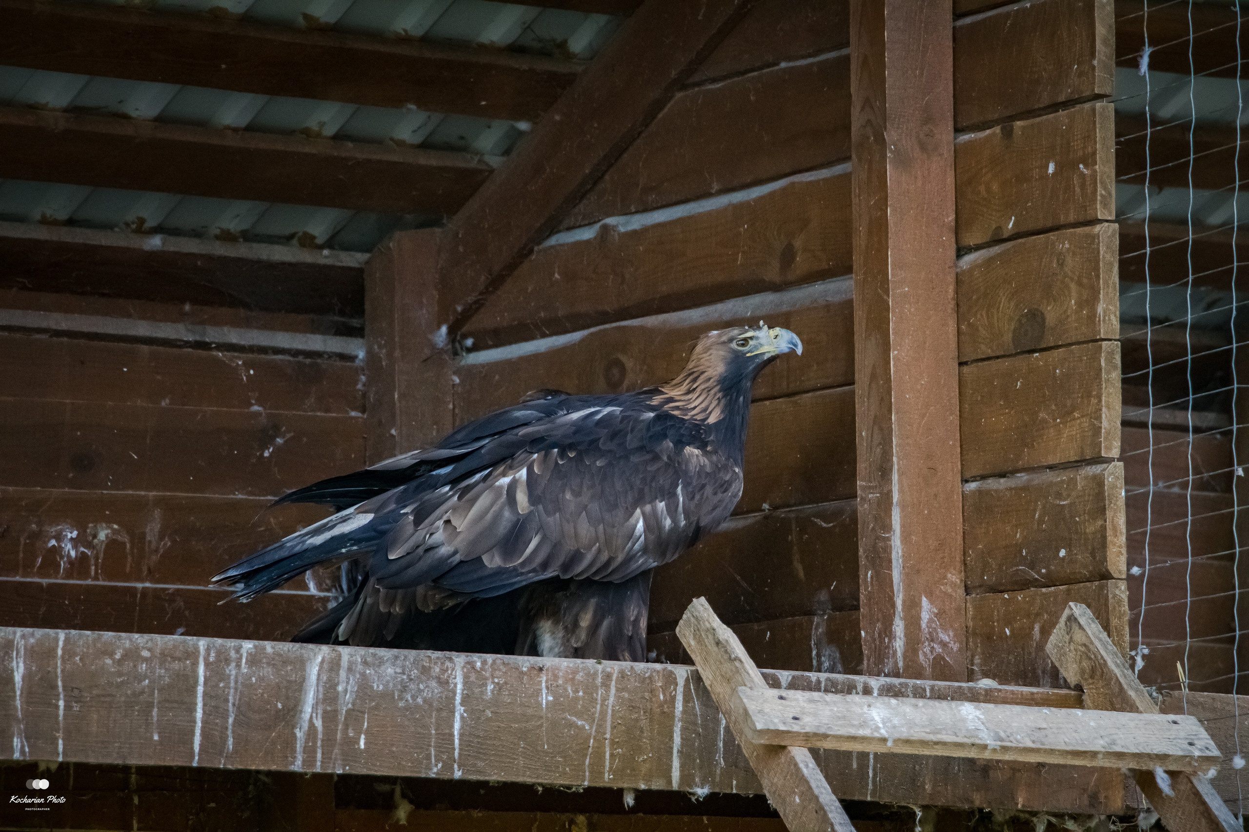 Мир животных. Photographer K.A.D