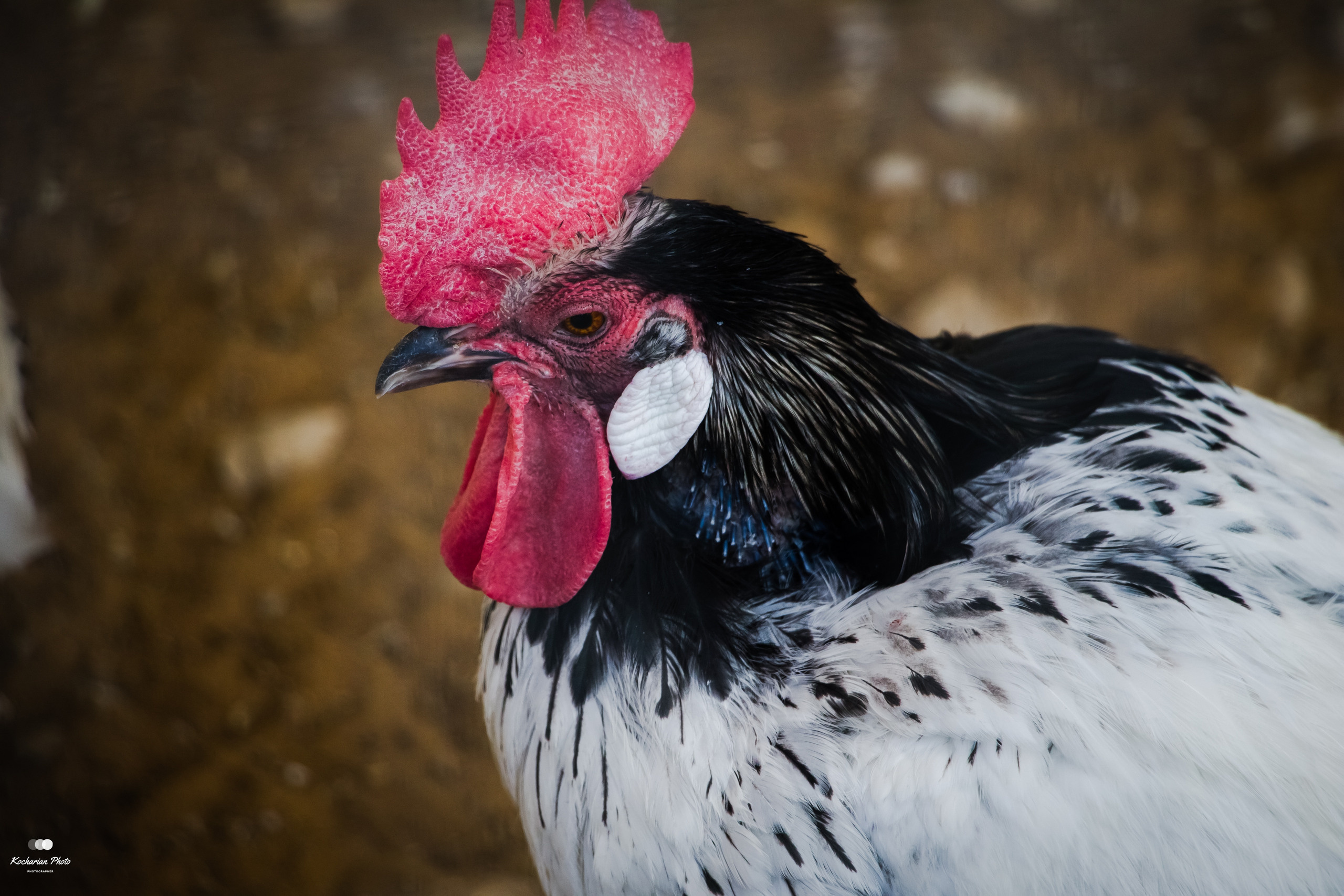 Мир животных. Photographer K.A.D