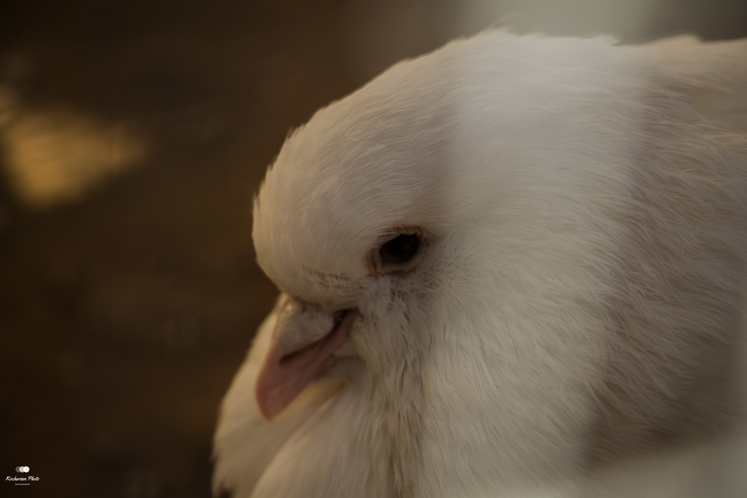 Мир животных. Photographer K.A.D