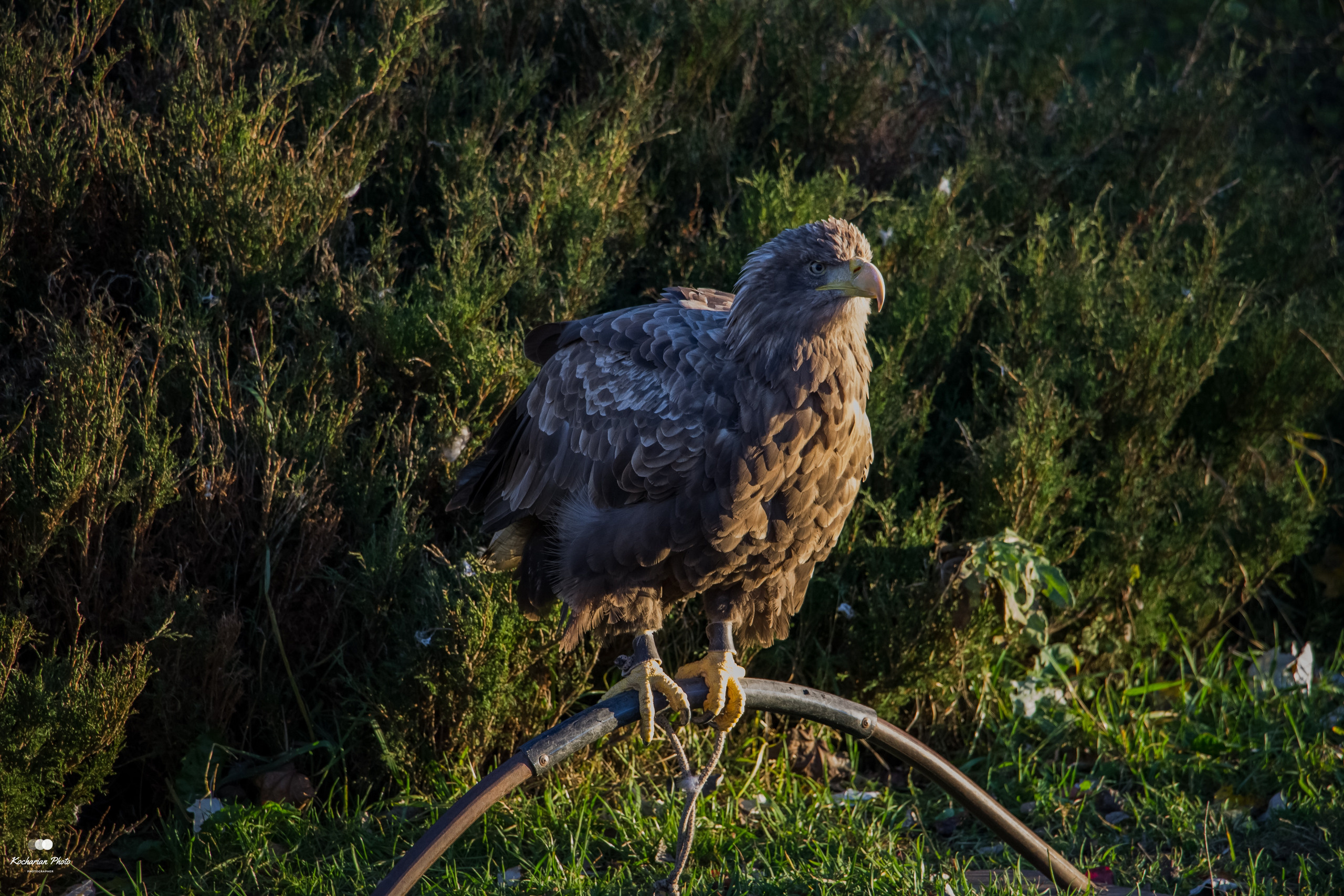 Мир животных. Photographer K.A.D