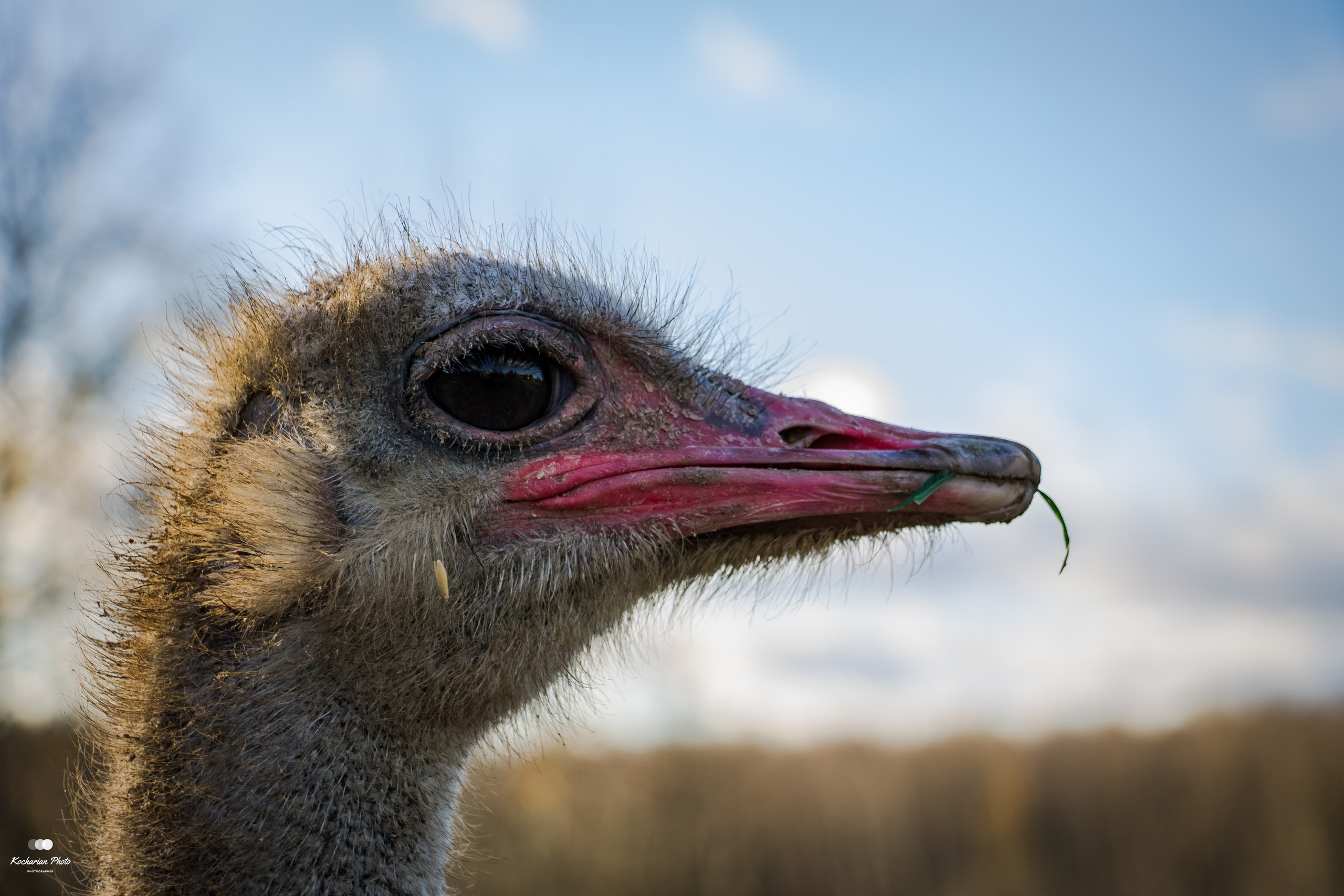 Мир животных. Photographer K.A.D