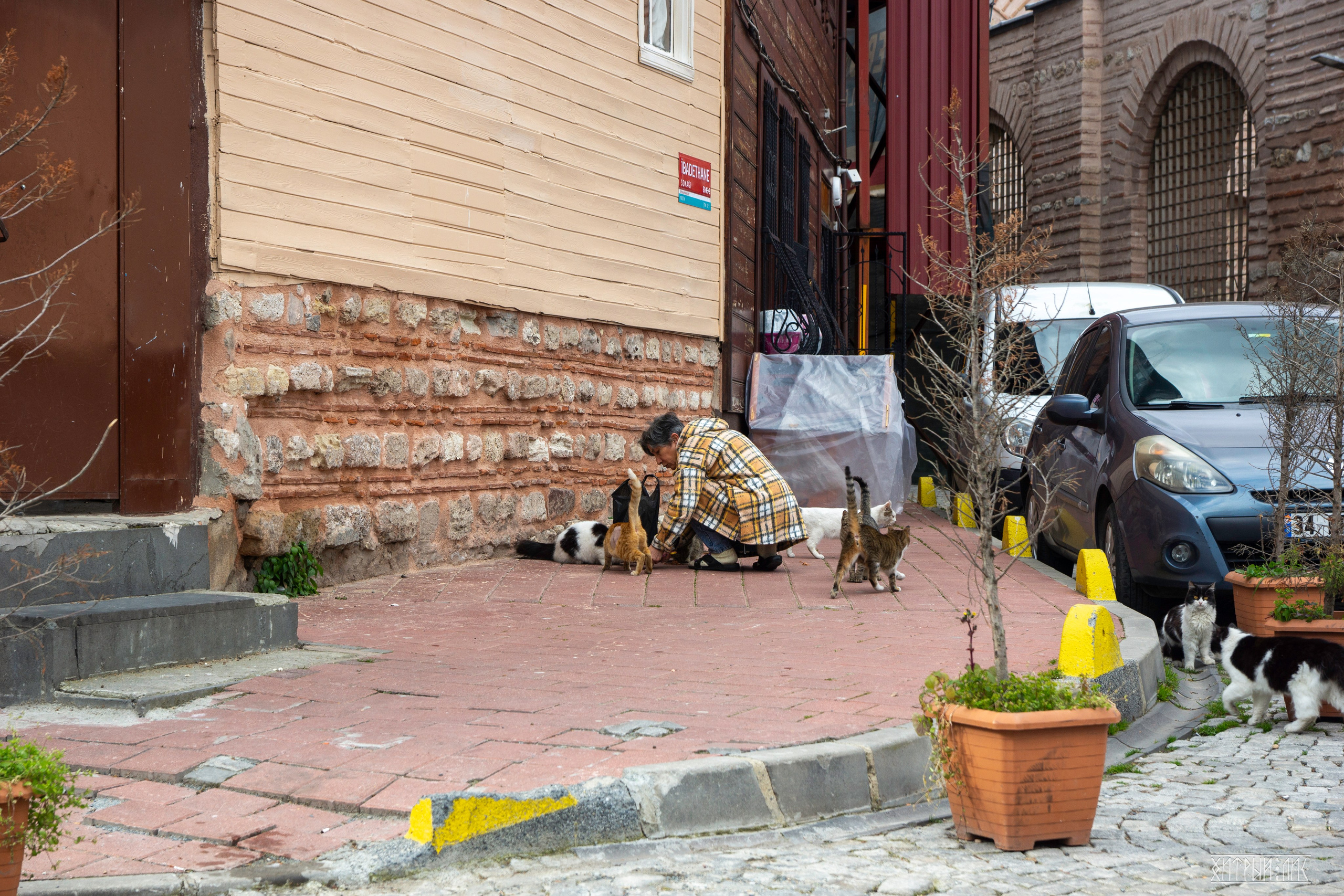 Стамбульские кошки. Фотограф-путешественник Самойлов Максим «Sly Fox»