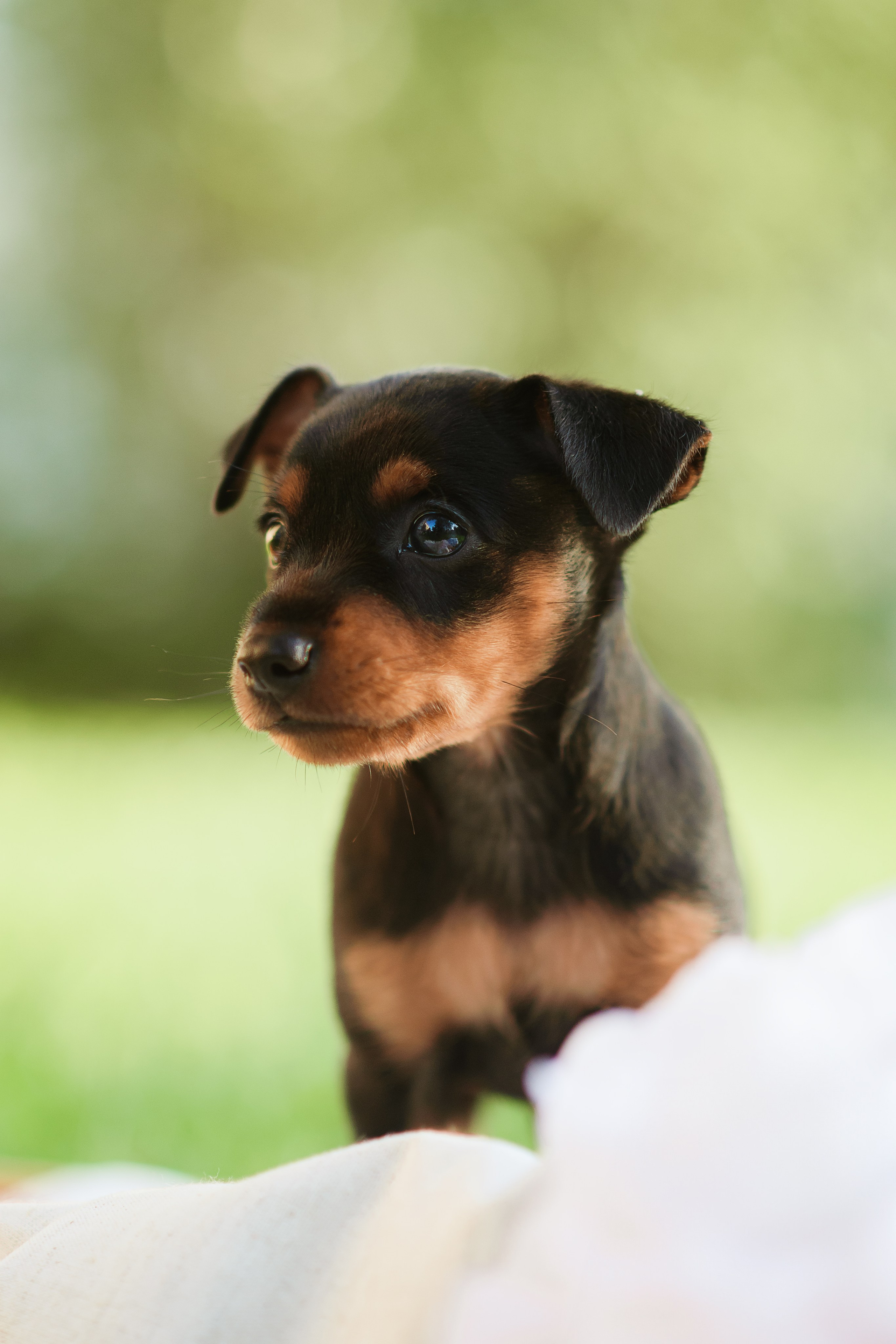 Щенки Пражских крысариков — 03.08.2024. Фотограф — Анималист | Анна Абрамова