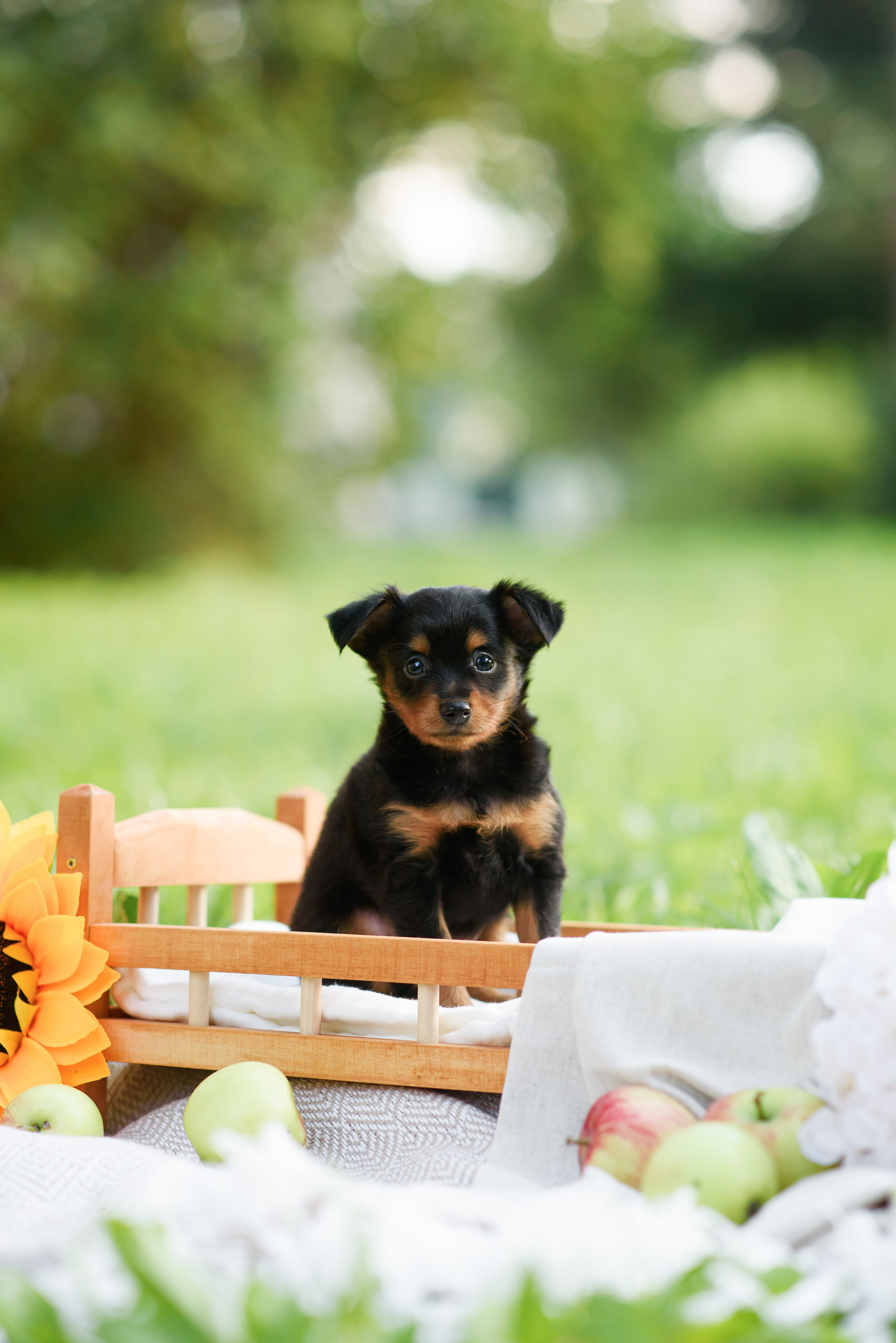 Щенки Пражских крысариков — 03.08.2024. Фотограф — Анималист | Анна Абрамова