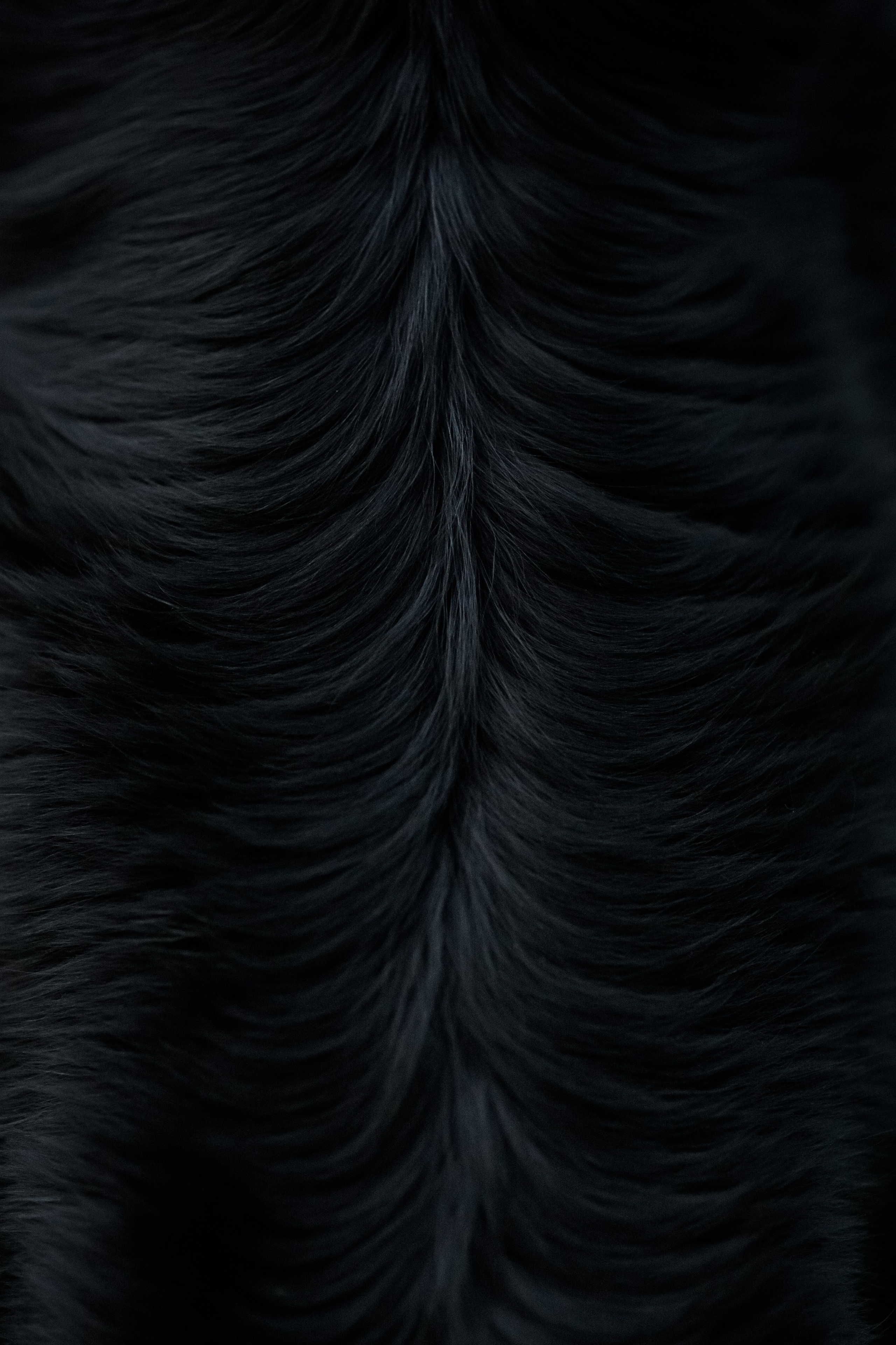 Степа, Йоки и Мята — 29.05.2024. Фотограф — Анималист | Анна Абрамова