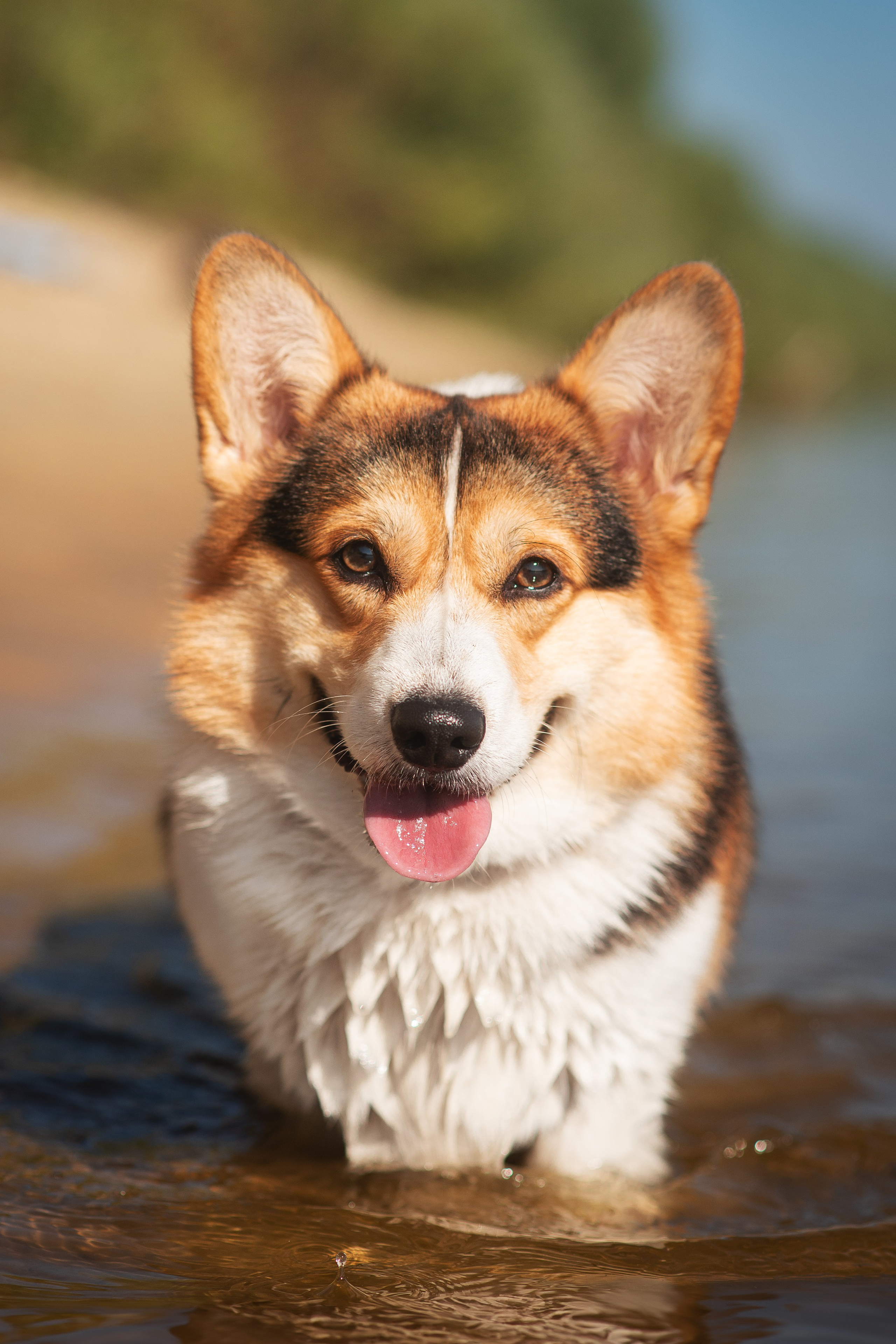 Майк и Лея — 29.08.2024. Фотограф — Анималист | Анна Абрамова