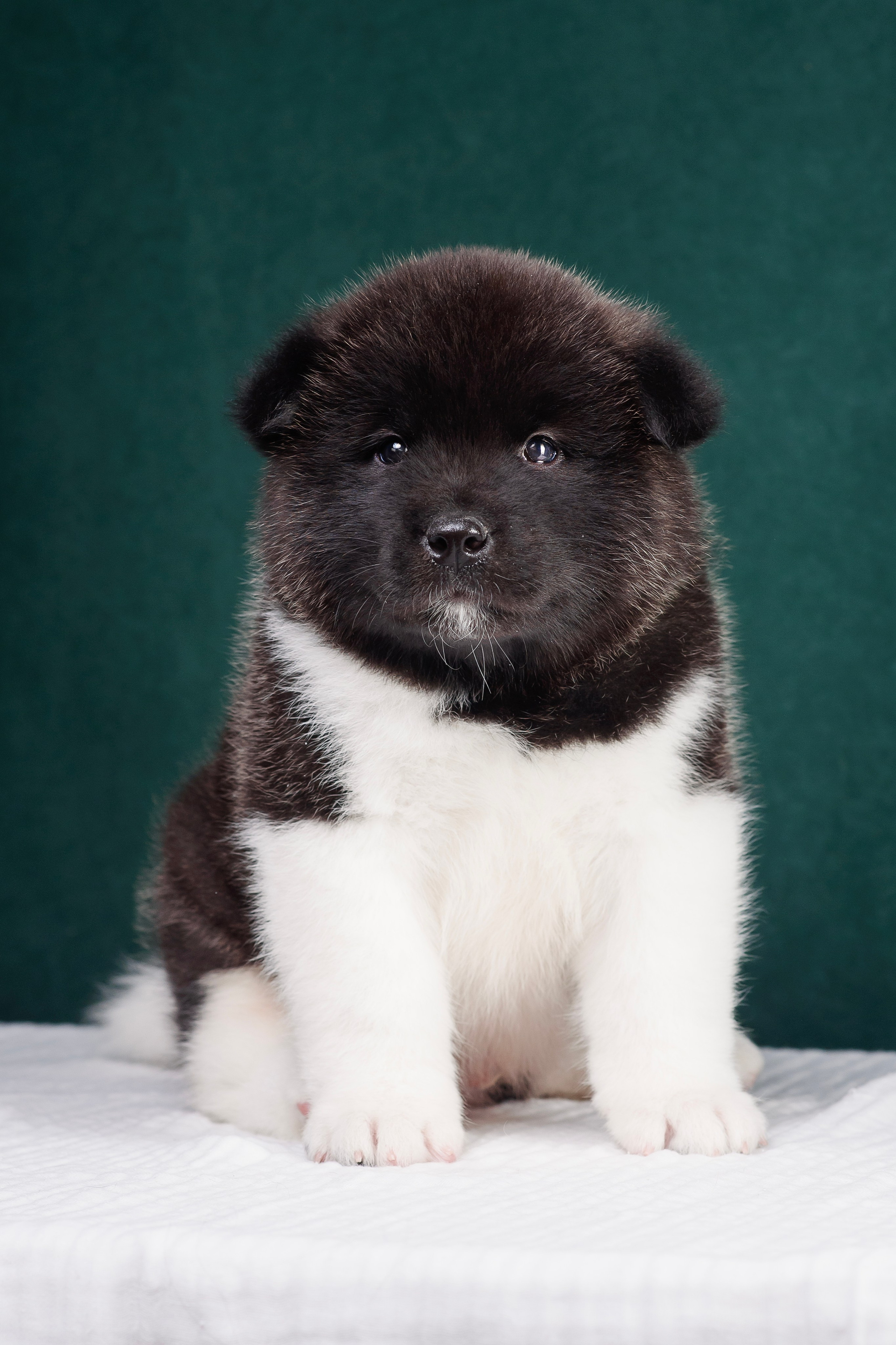 Щенки Американской Акиты. Фотограф — Анималист | Анна Абрамова