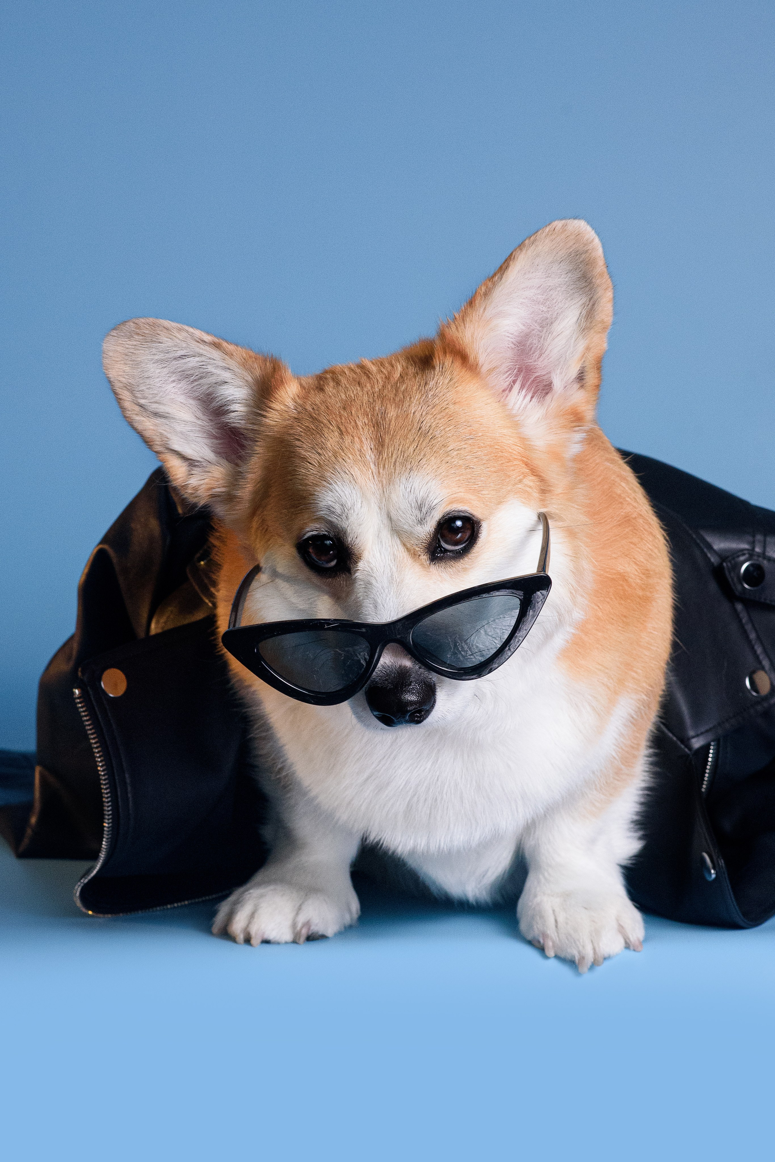 Лея съемка на однотонном фоне — 2024. Фотограф — Анималист | Анна Абрамова