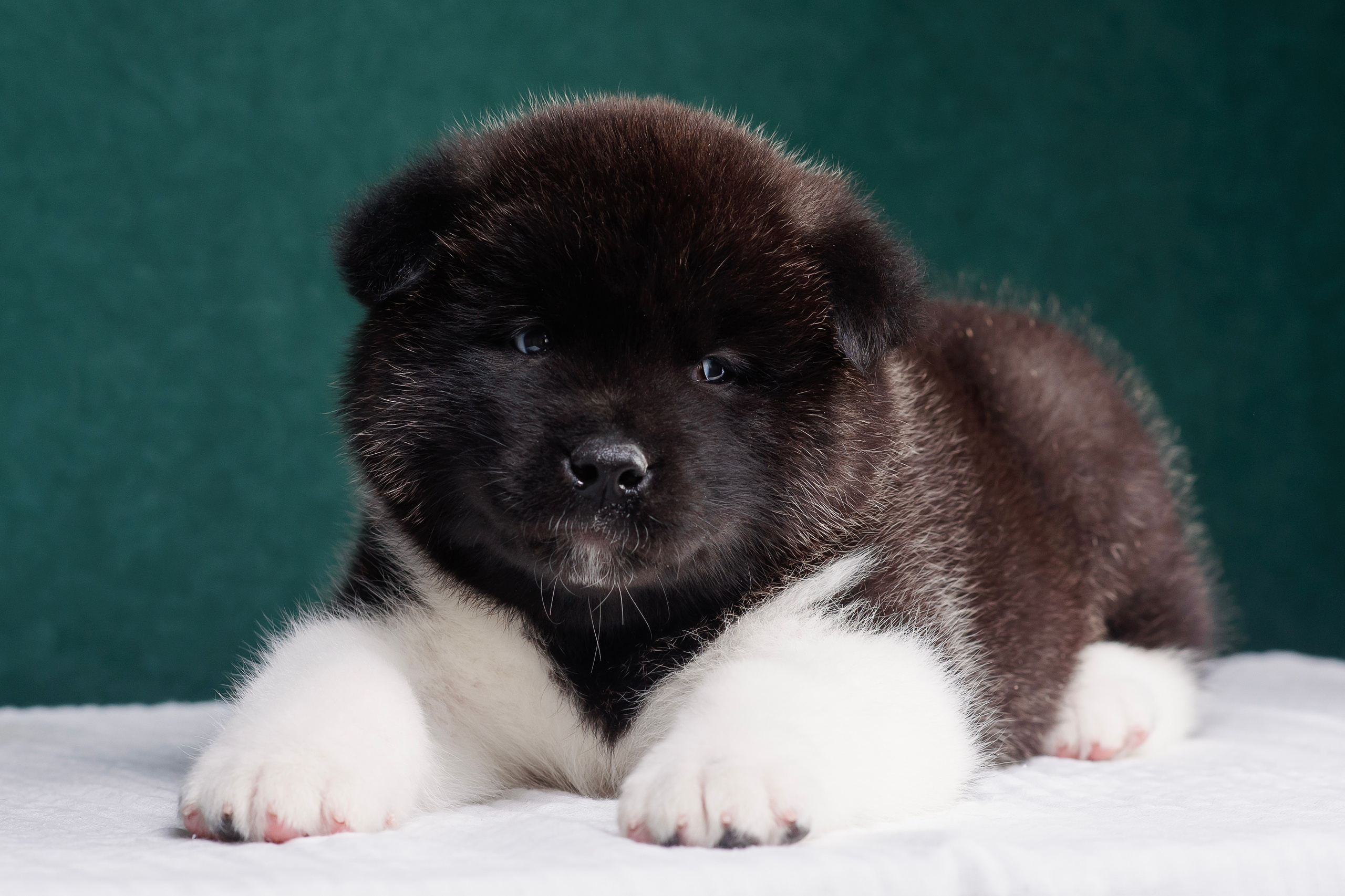 Щенки Американской Акиты. Фотограф — Анималист | Анна Абрамова