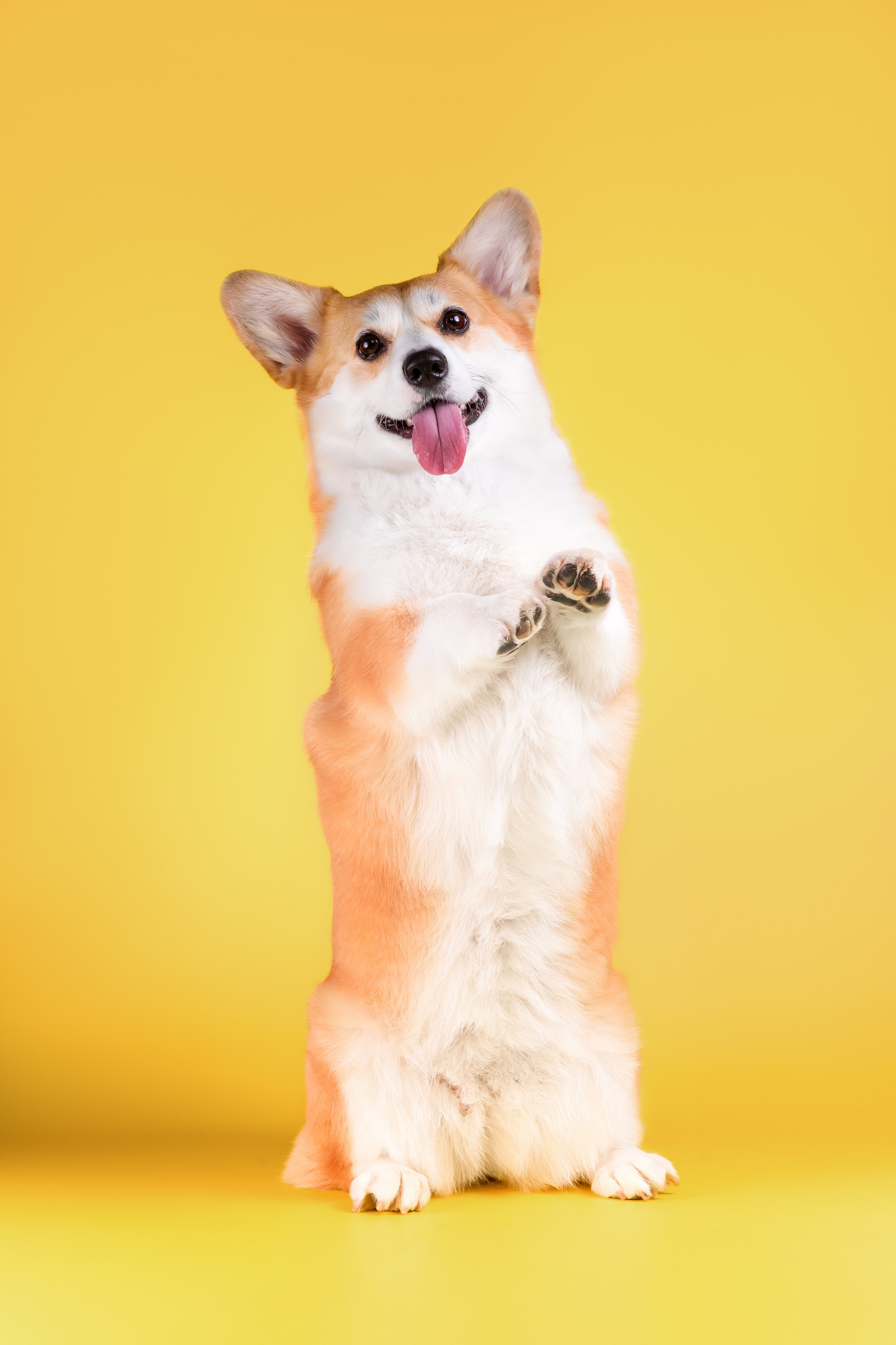 Лея на однотонном фоне. Фотограф — Анималист | Анна Абрамова