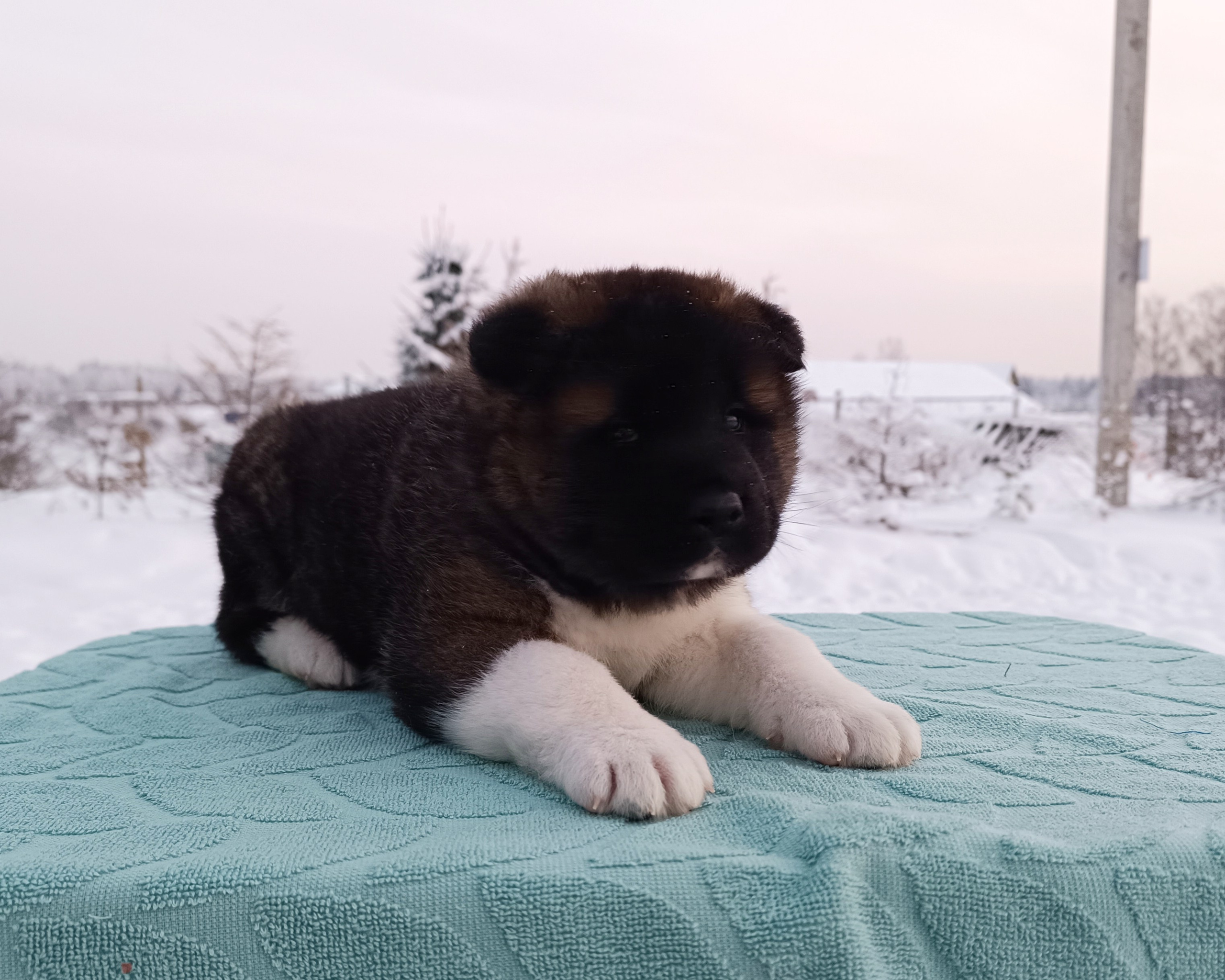 Rubylight Ctsar'. Американская акита I Сиба ину I Питомник RUBYLIGHT