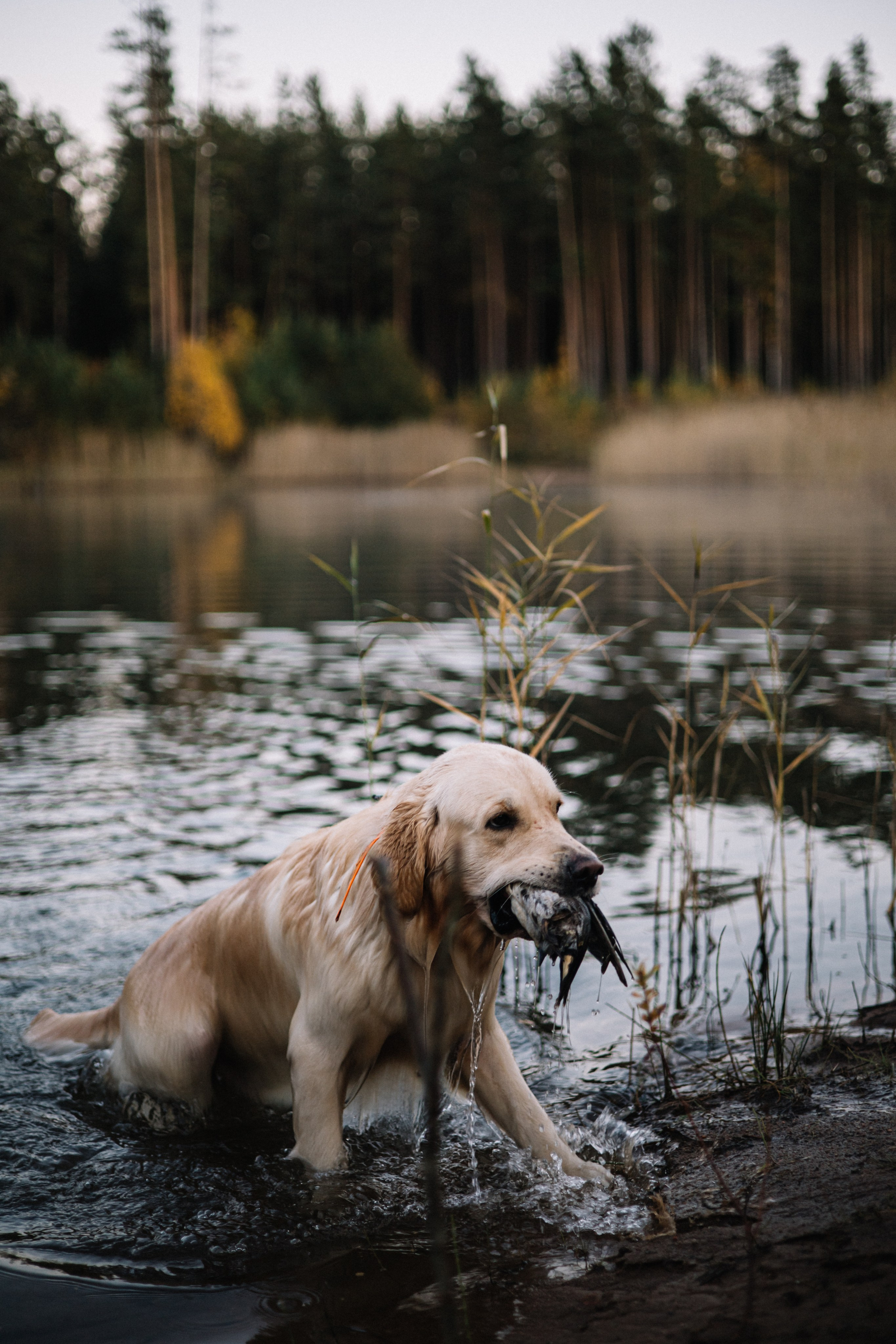 Для охотника