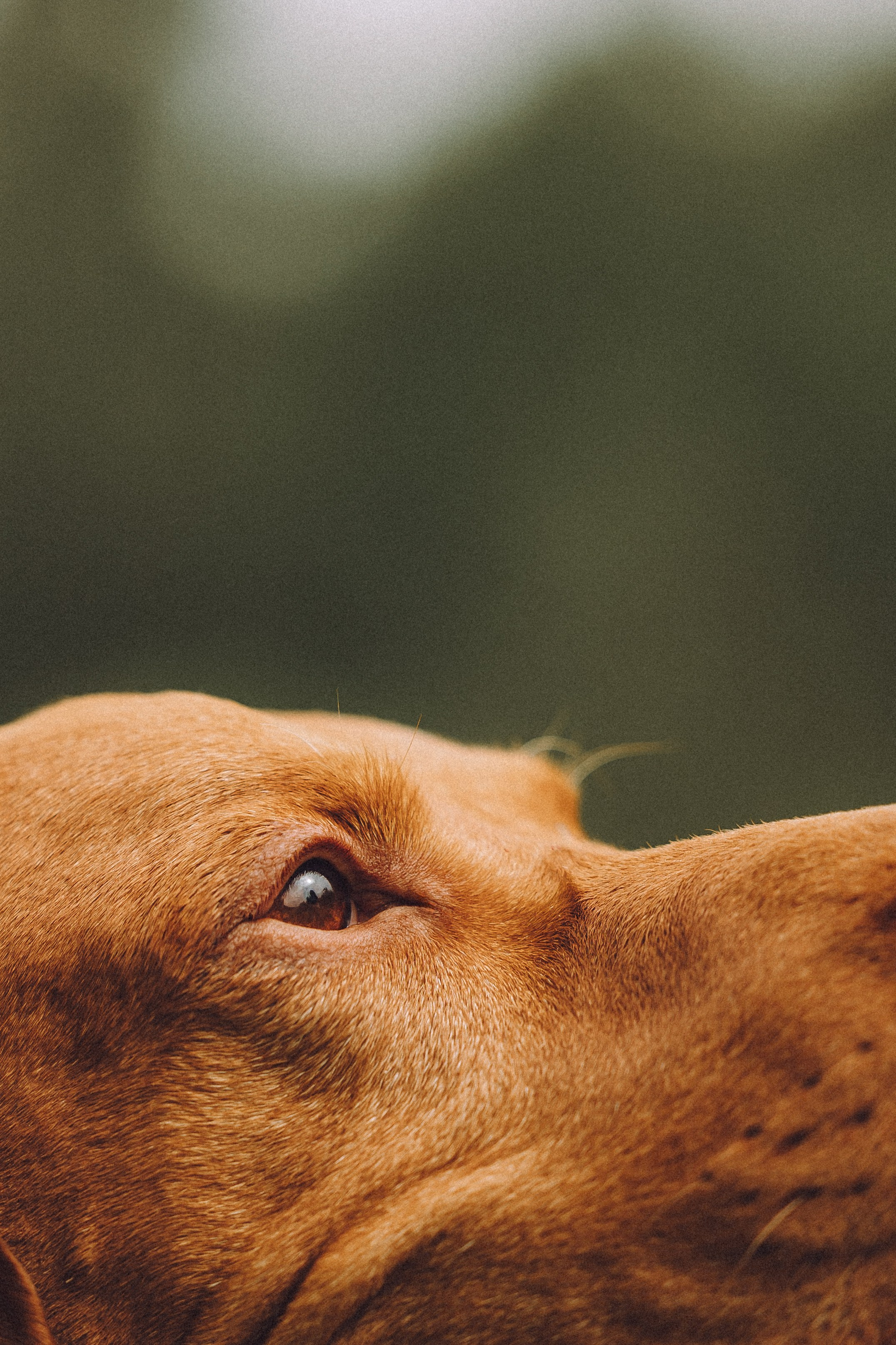 Груша, Данни, Фунтик и их семья