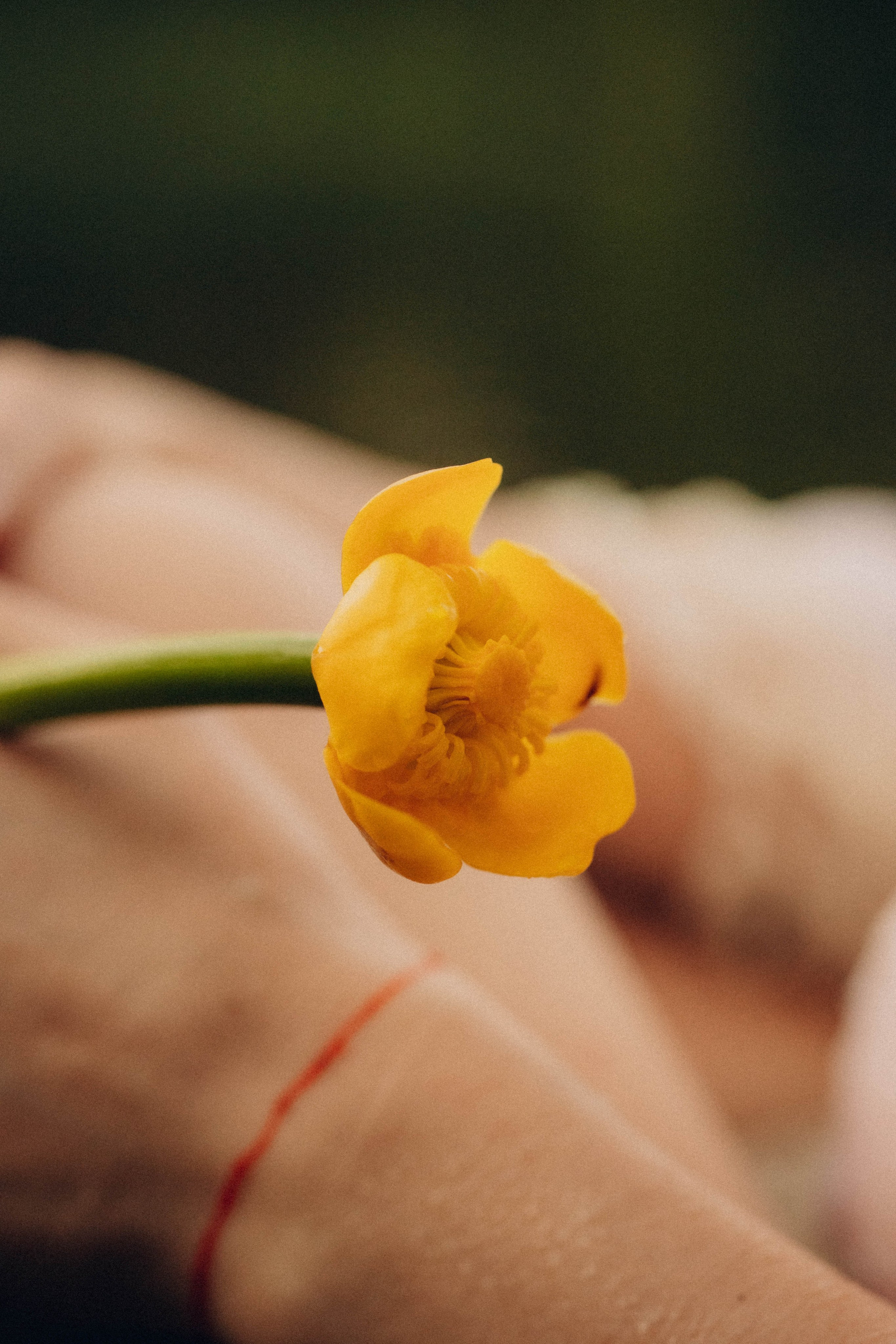 Кувшинки. Главная