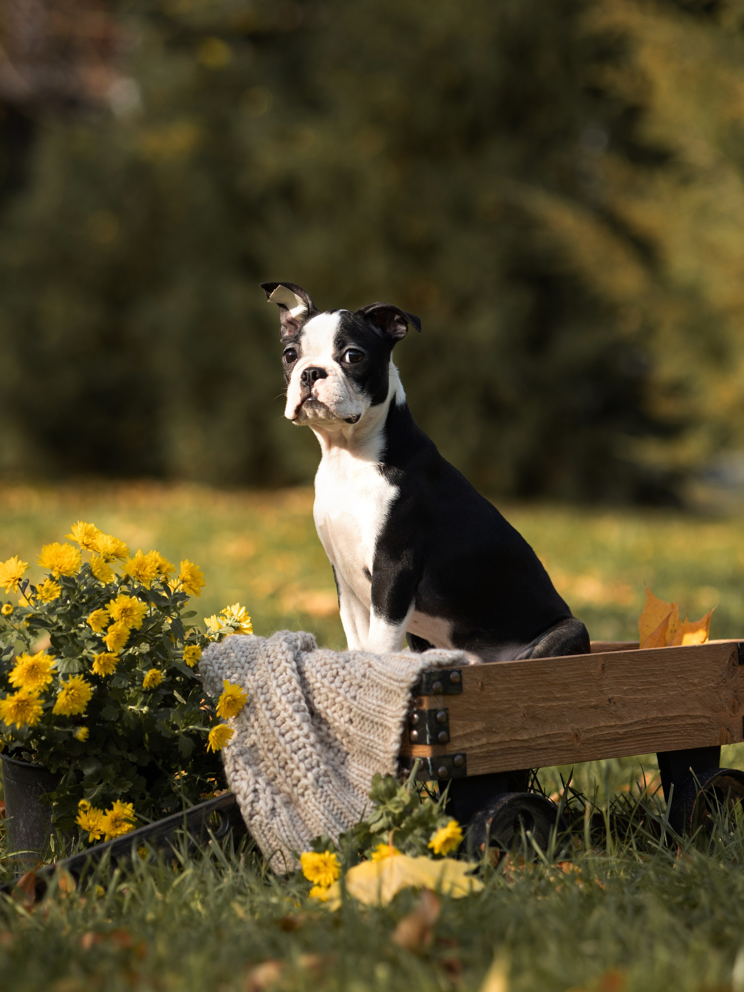 Щенки бостики. Главная