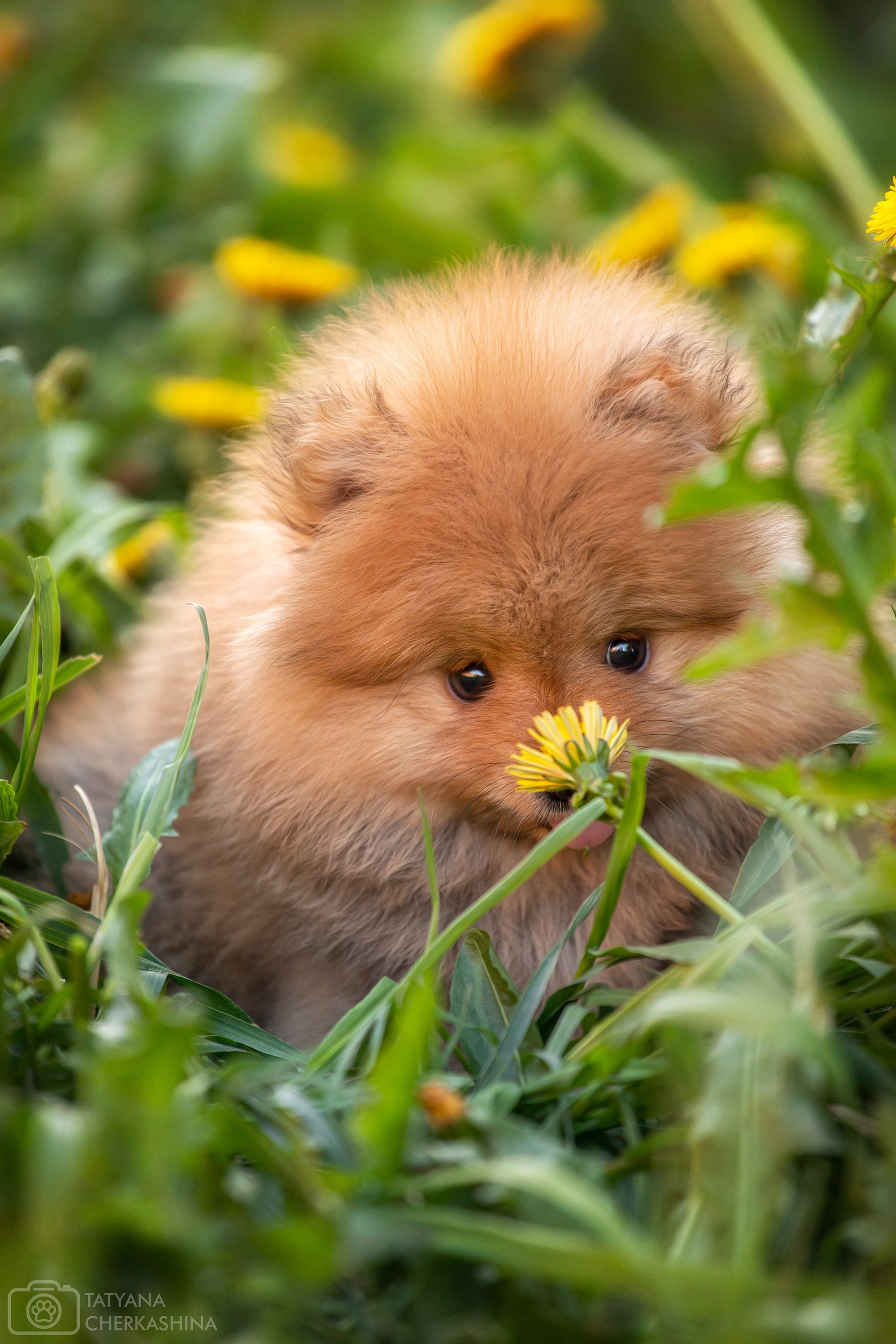 Фотосессия щенков. Фотограф для Вашей собаки