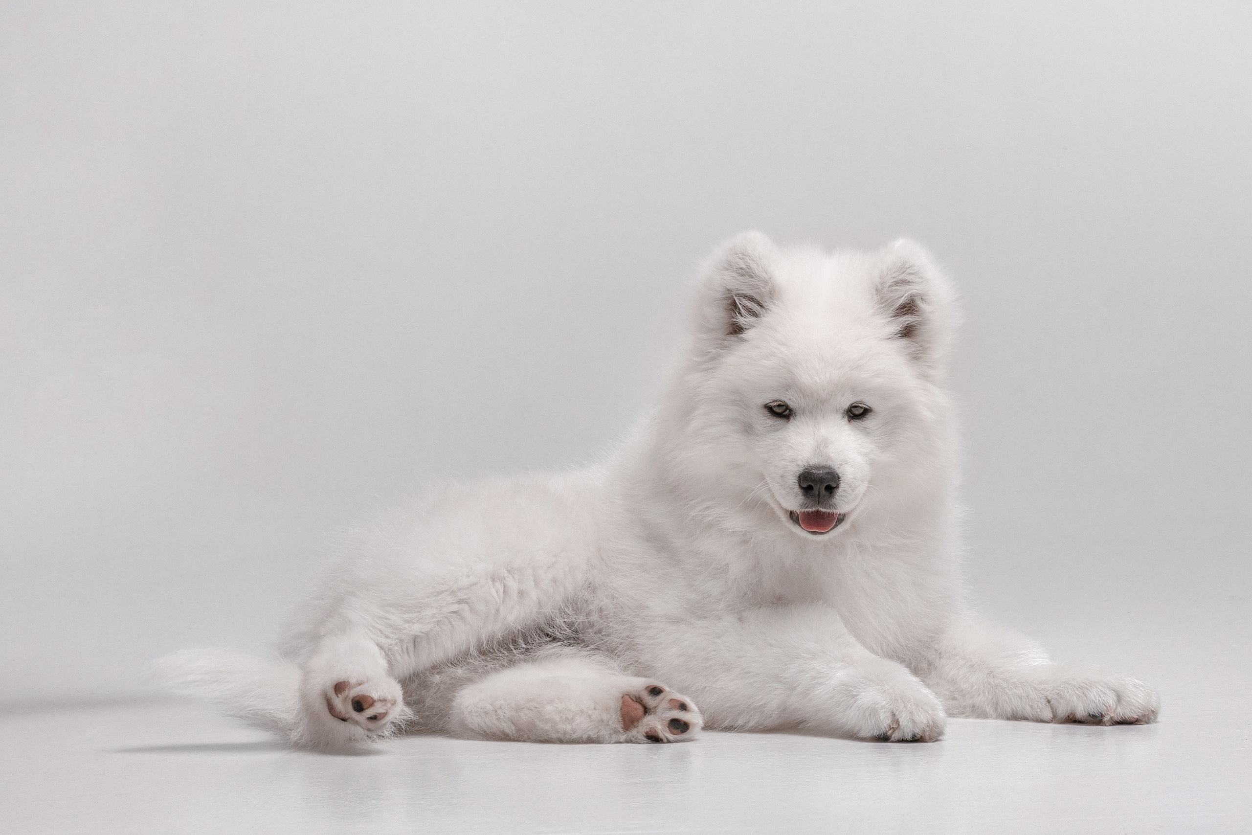 Фотосессия щенков. Фотограф для Вашей собаки