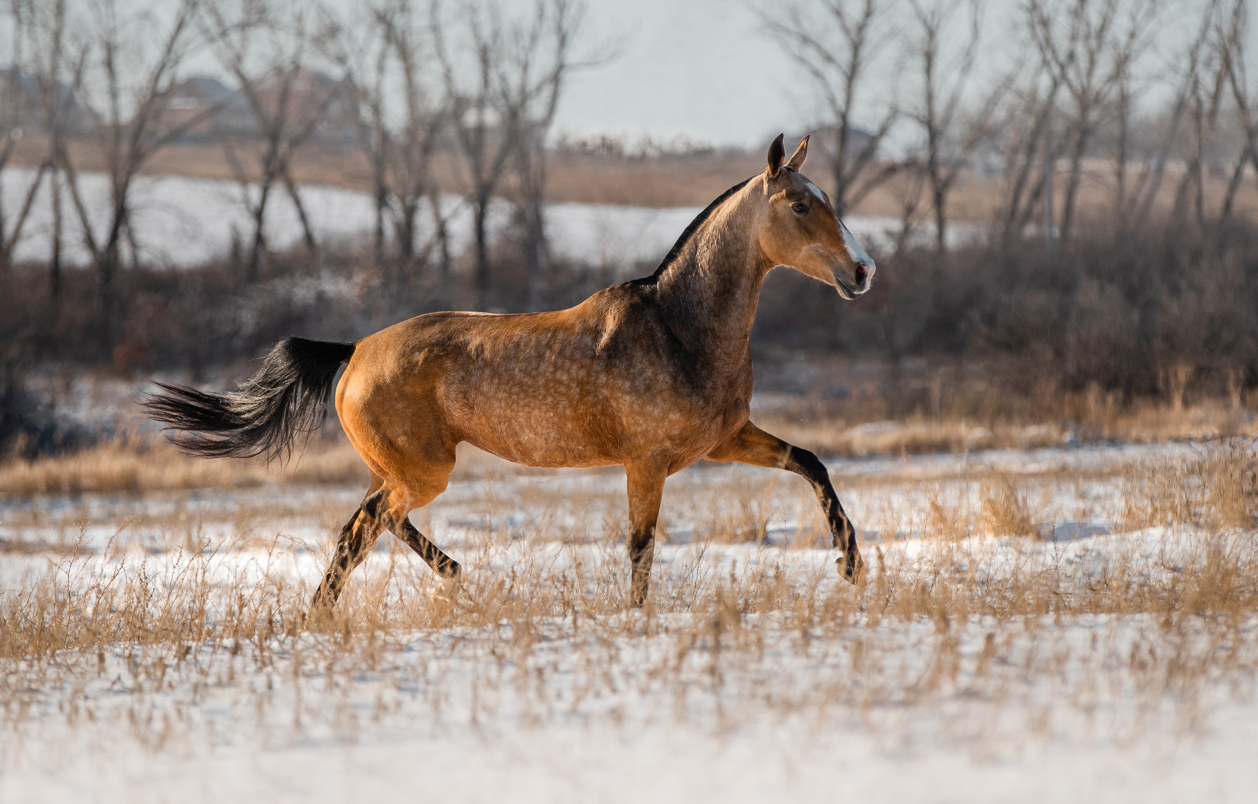 В движении. Фотограф-анималист Ксендзова Кристина