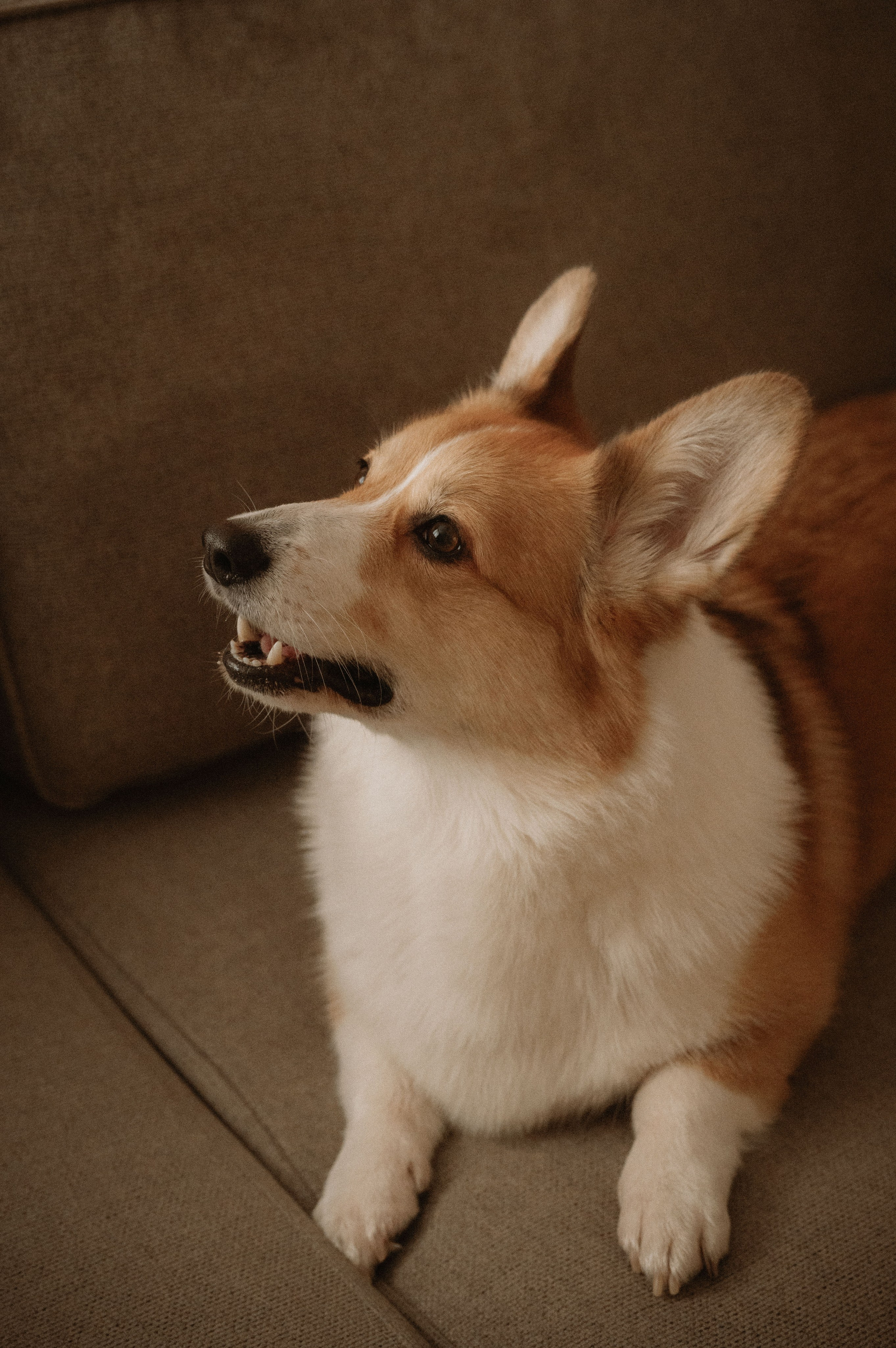 Лизавета, Никита и Мирослава. Фотограф беременности и семьи, домашние съемки, Ньюборн