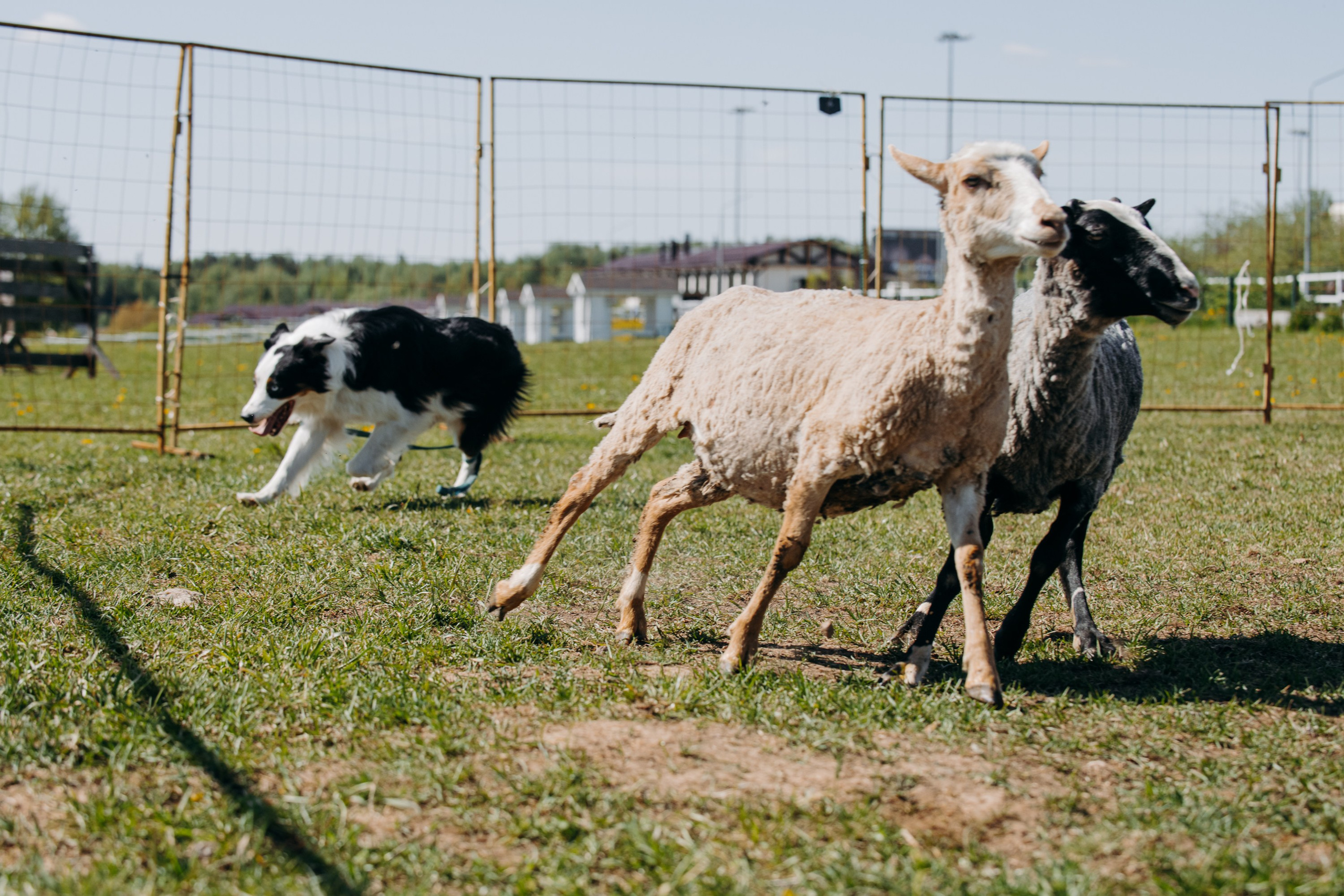 Синдра. BLGKV питомник собак