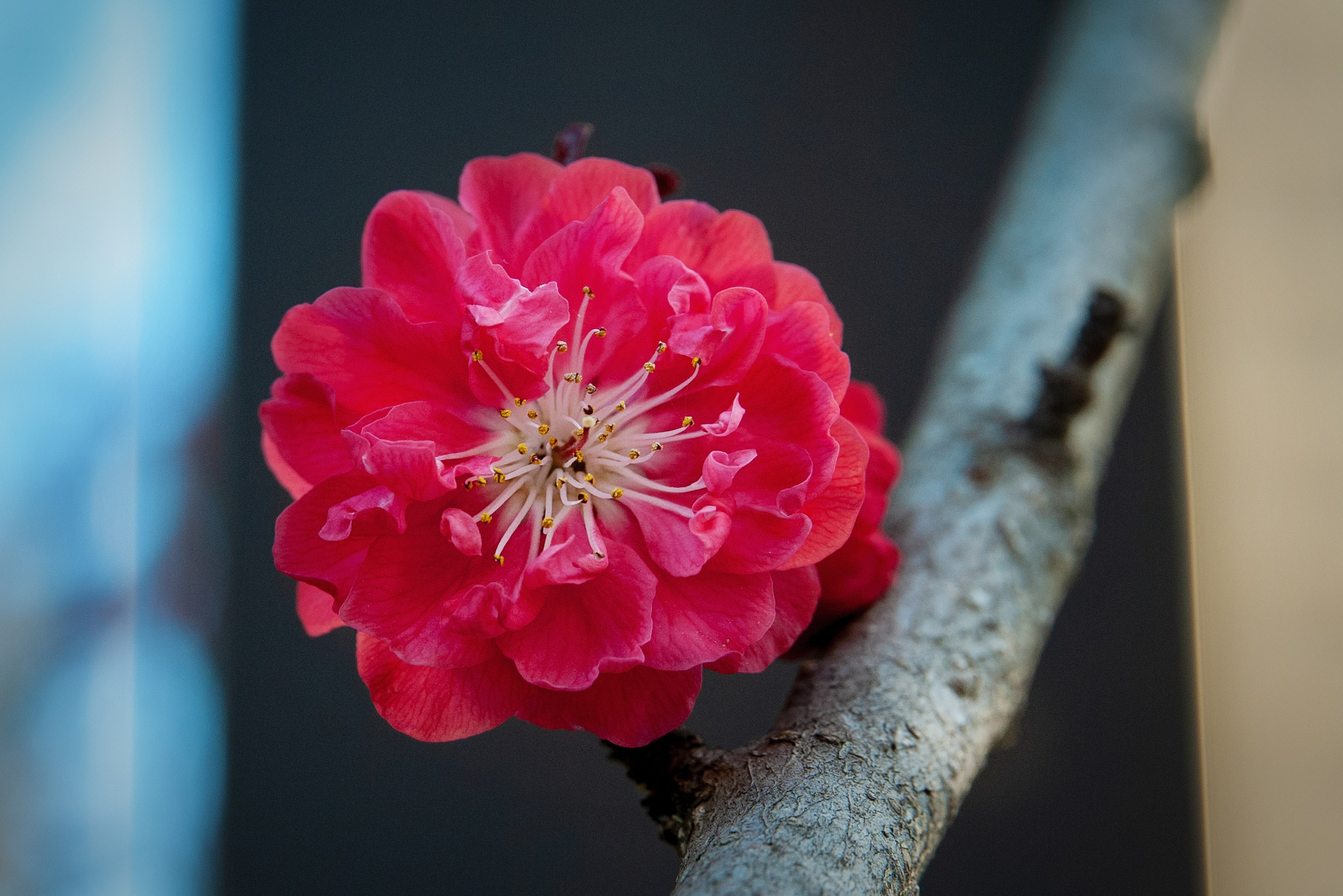 Весна. FotoGraf