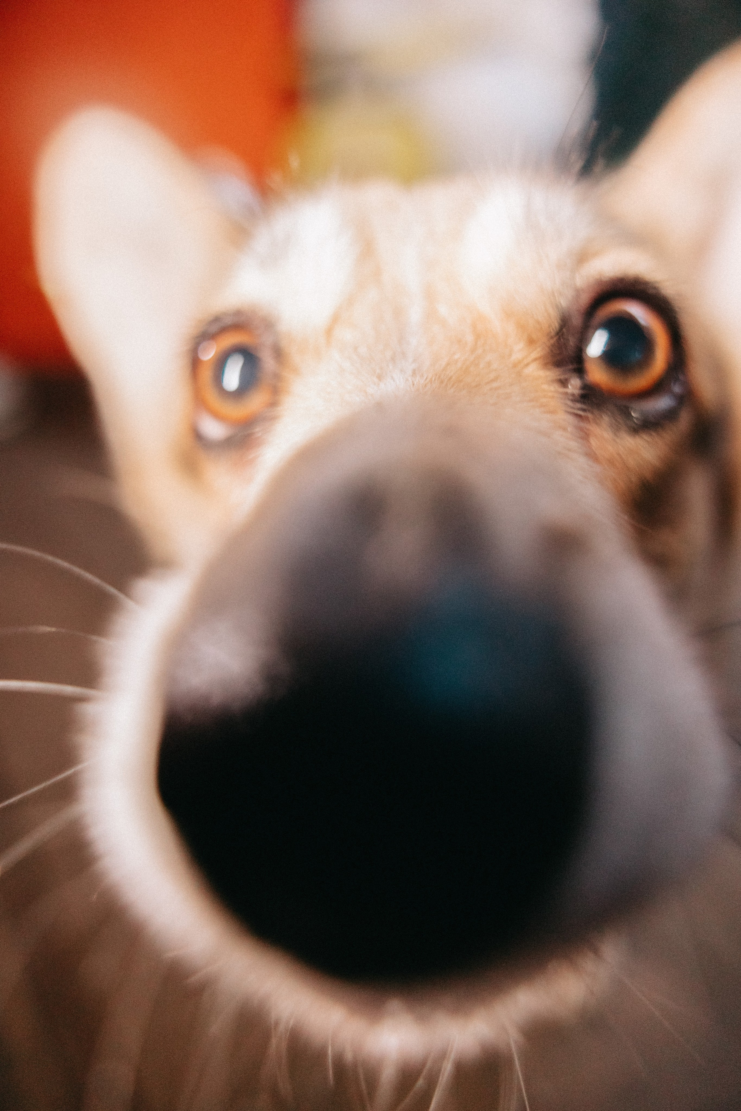 Свадебная съемка в Москве — Профессиональный свадебный фотограф для вашей свадьбы, фото и видео услуги. Фотограф Аделина Raw