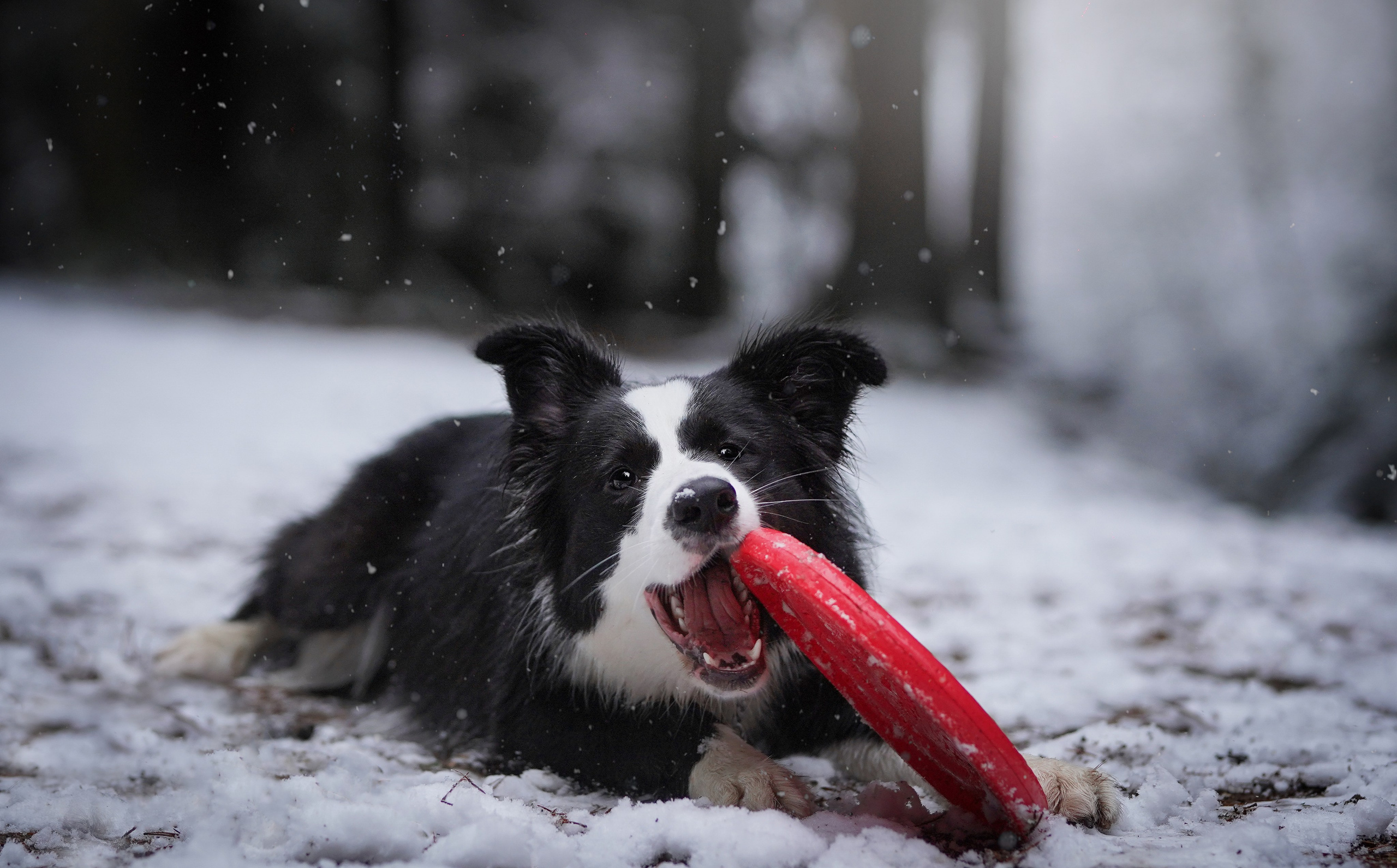 Юлия и Груша. Фотограф-анималист в Санкт-Петербурге Яна Мартынова